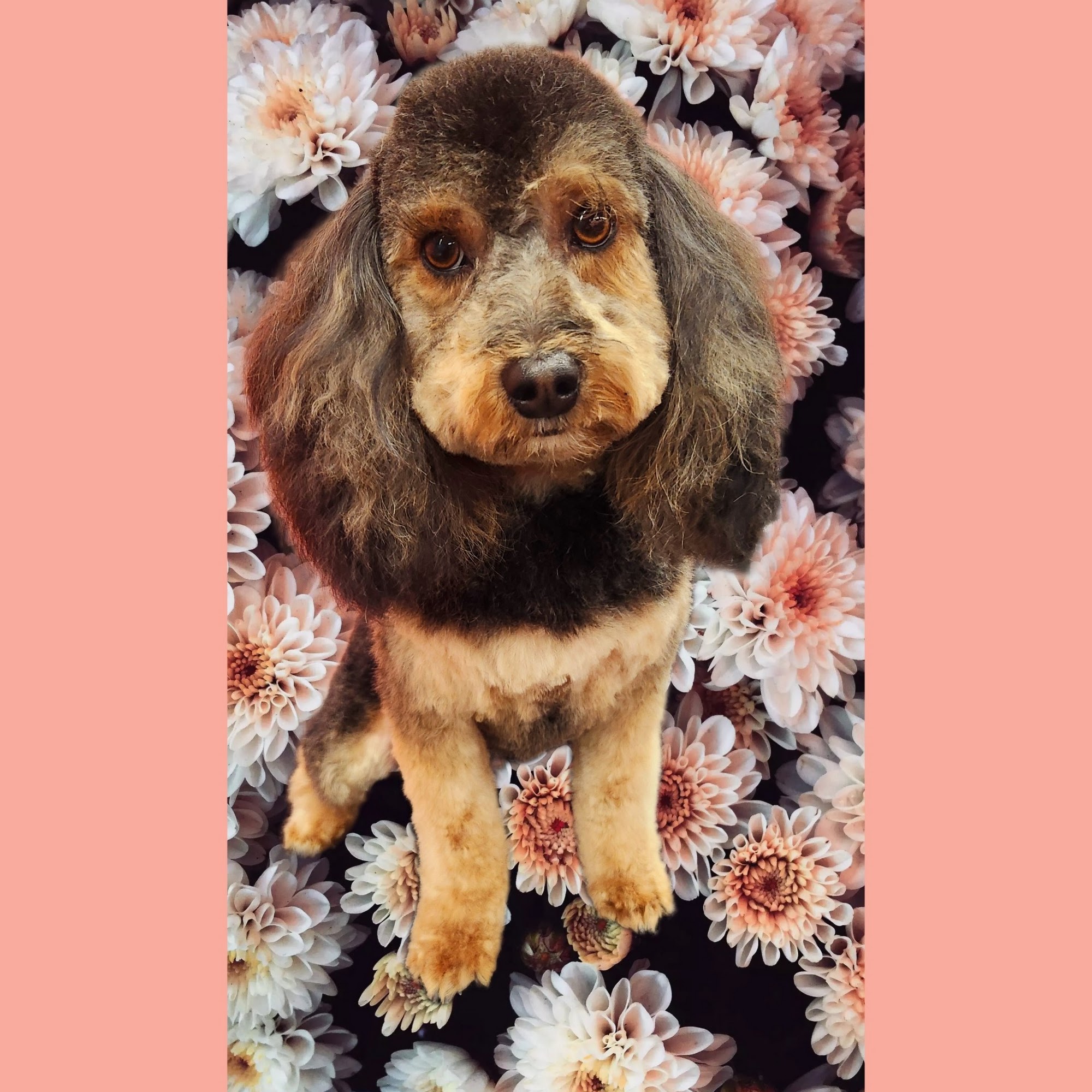 Pampered Pet Boutique Moses Lake