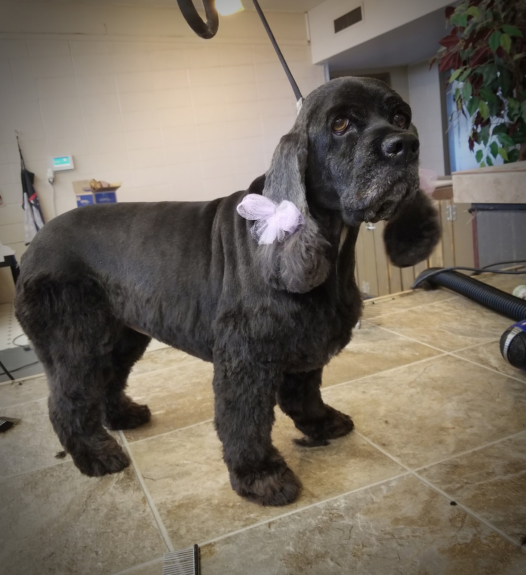 Pampered Pet Boutique Moses Lake