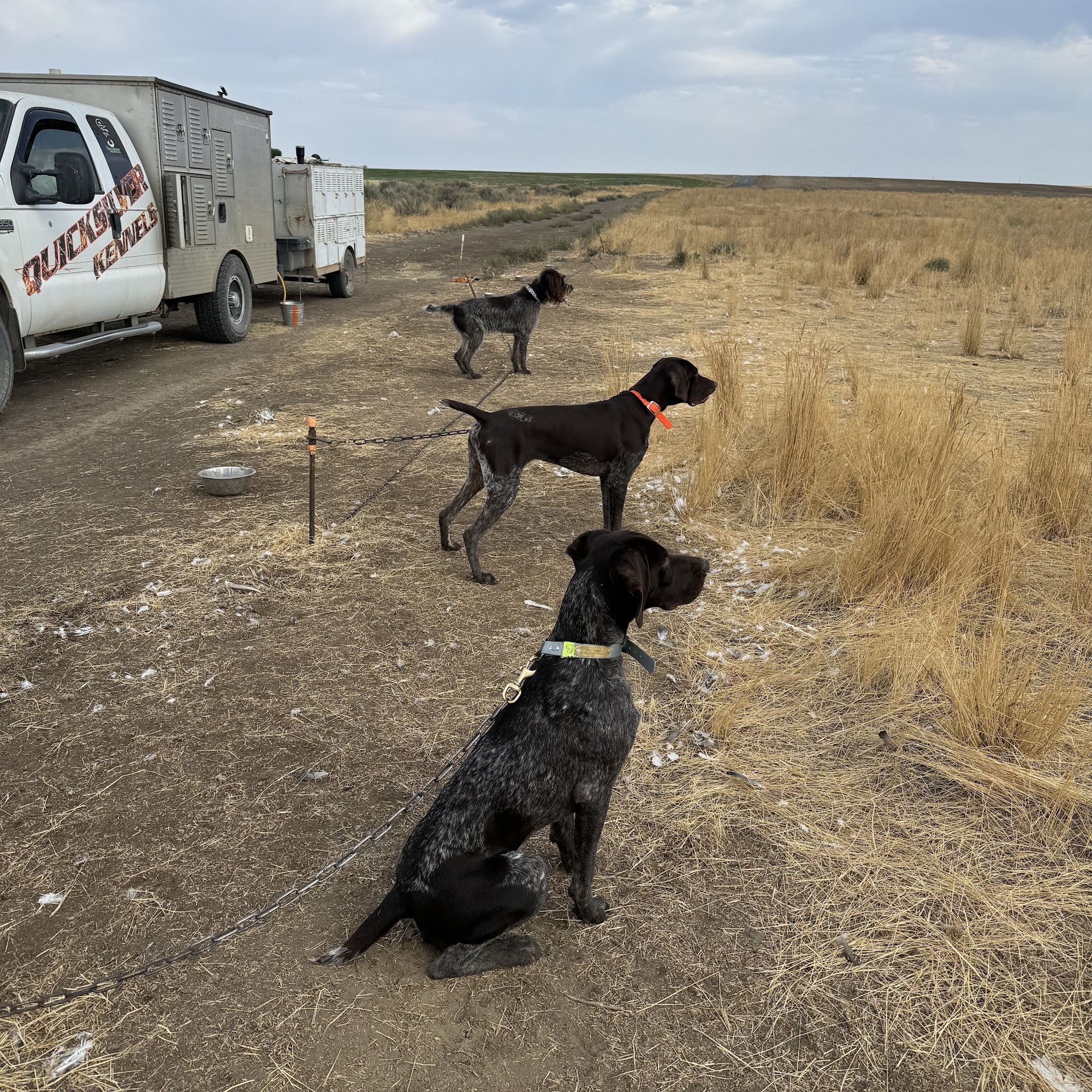 Quicksilver Kennels Moses Lake