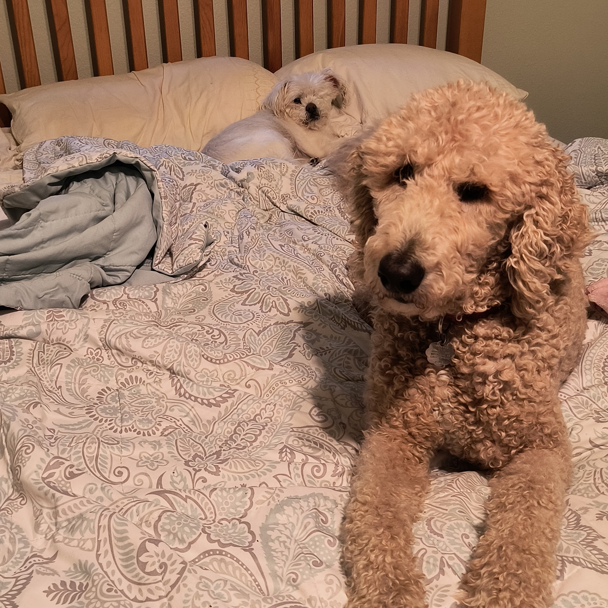 Animal Care Center Mount Vernon