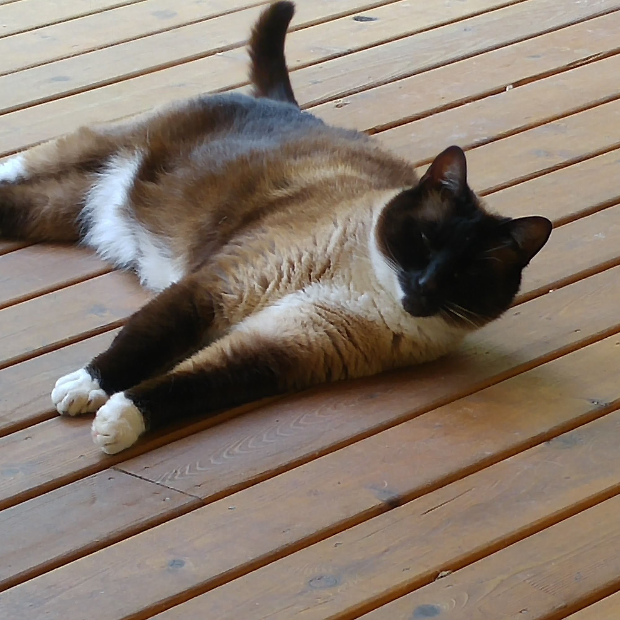 Mountain View Veterinary Clinic Mount Vernon