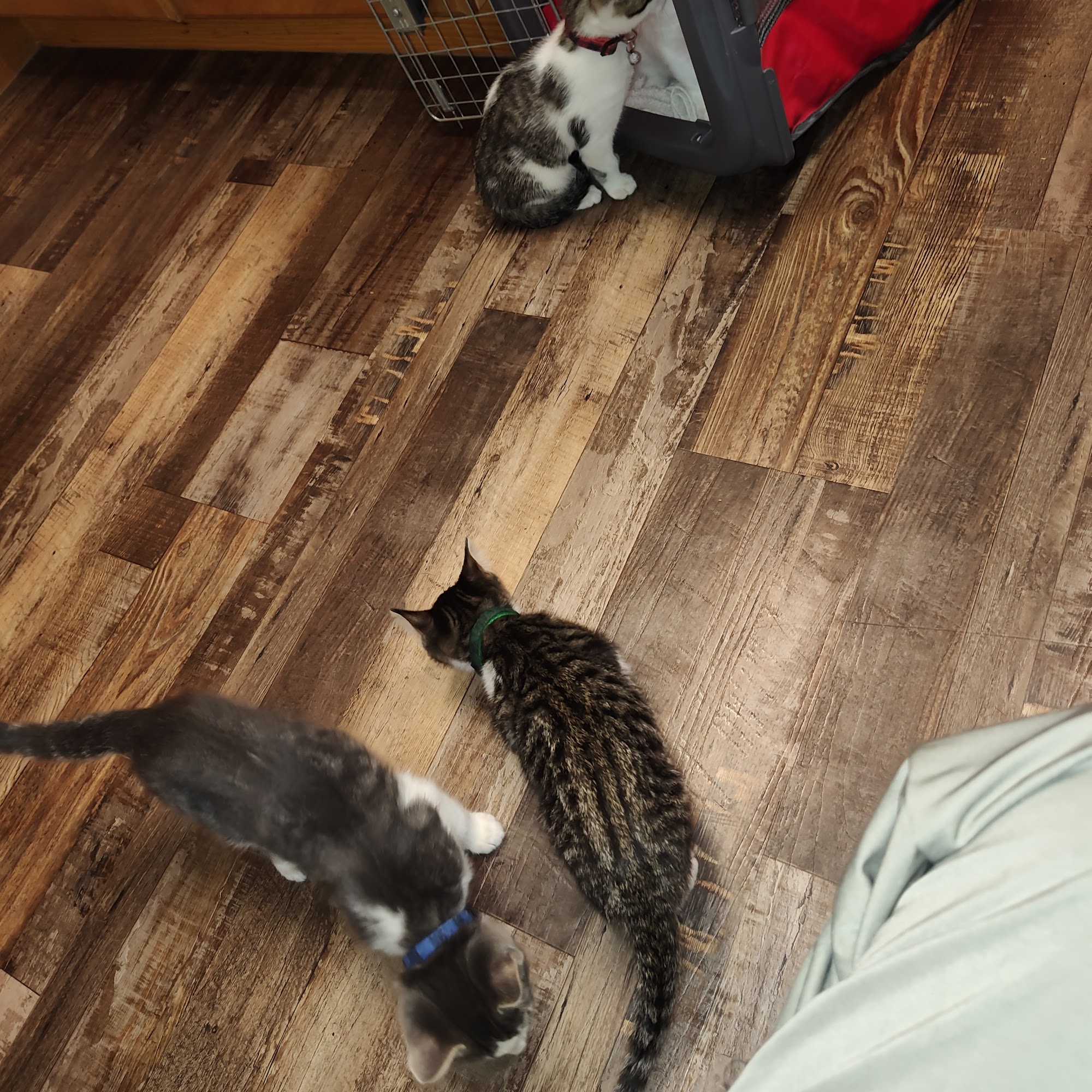 Puget Sound Veterinary Group Mount Vernon