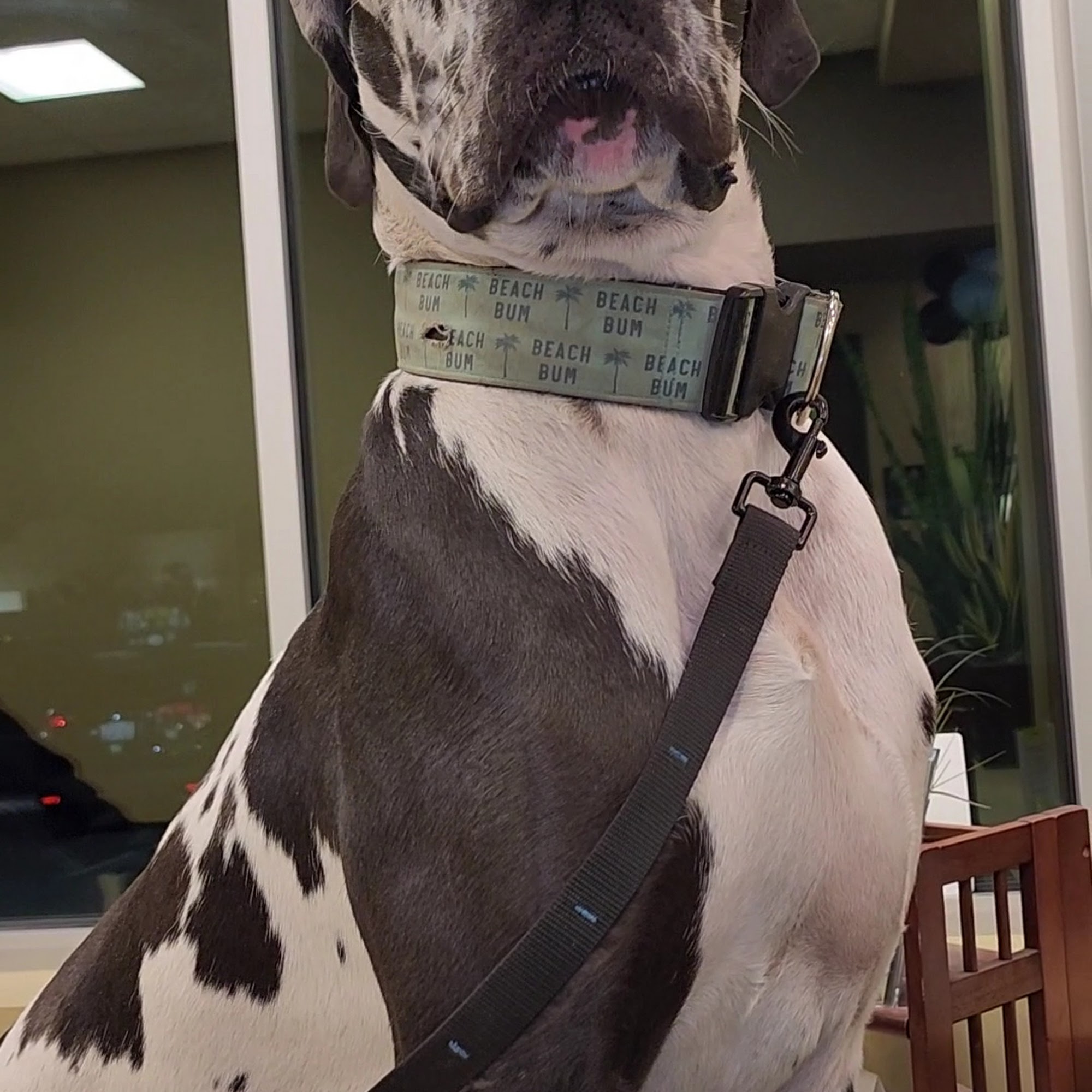 Woolly Vet Care Mount Vernon