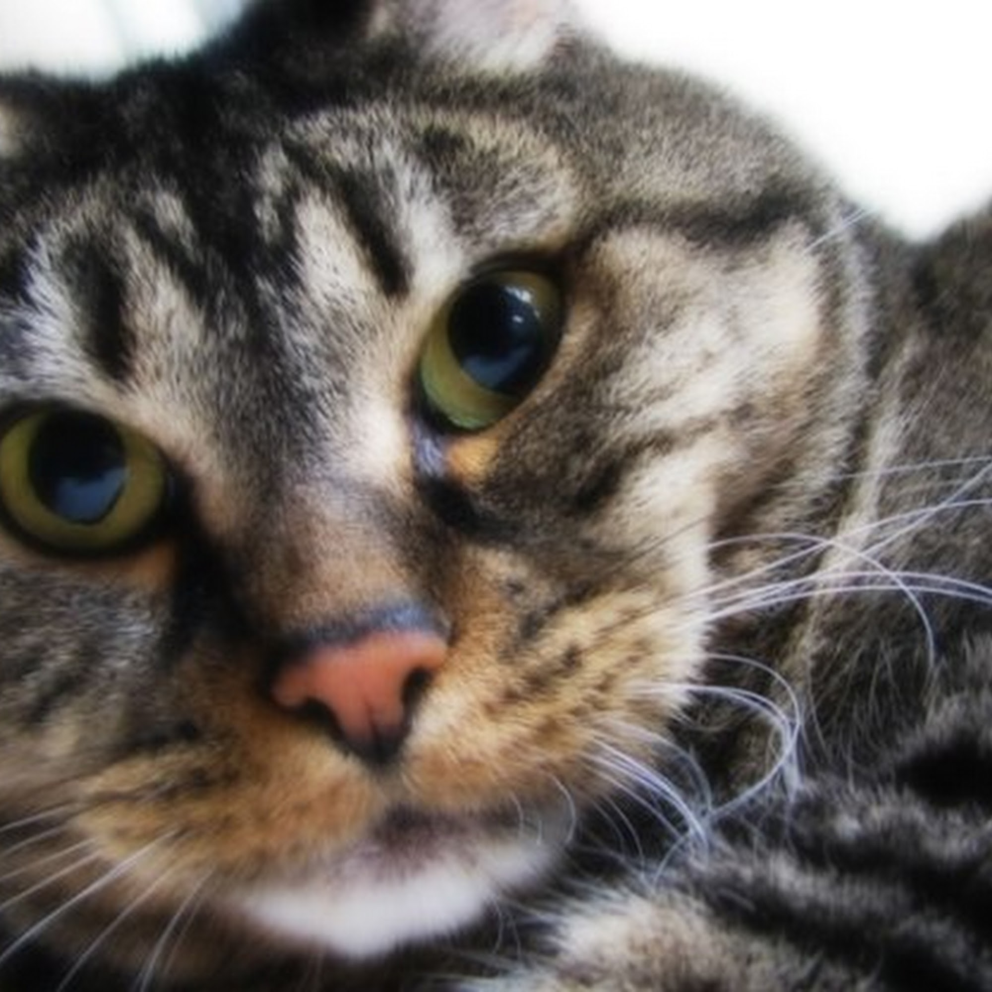 Cedar Plaza Vet Clinic Mountlake Terrace