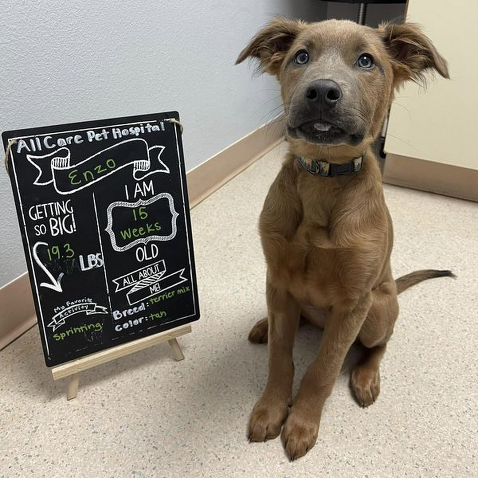 All Care Pet Hospital Mukilteo