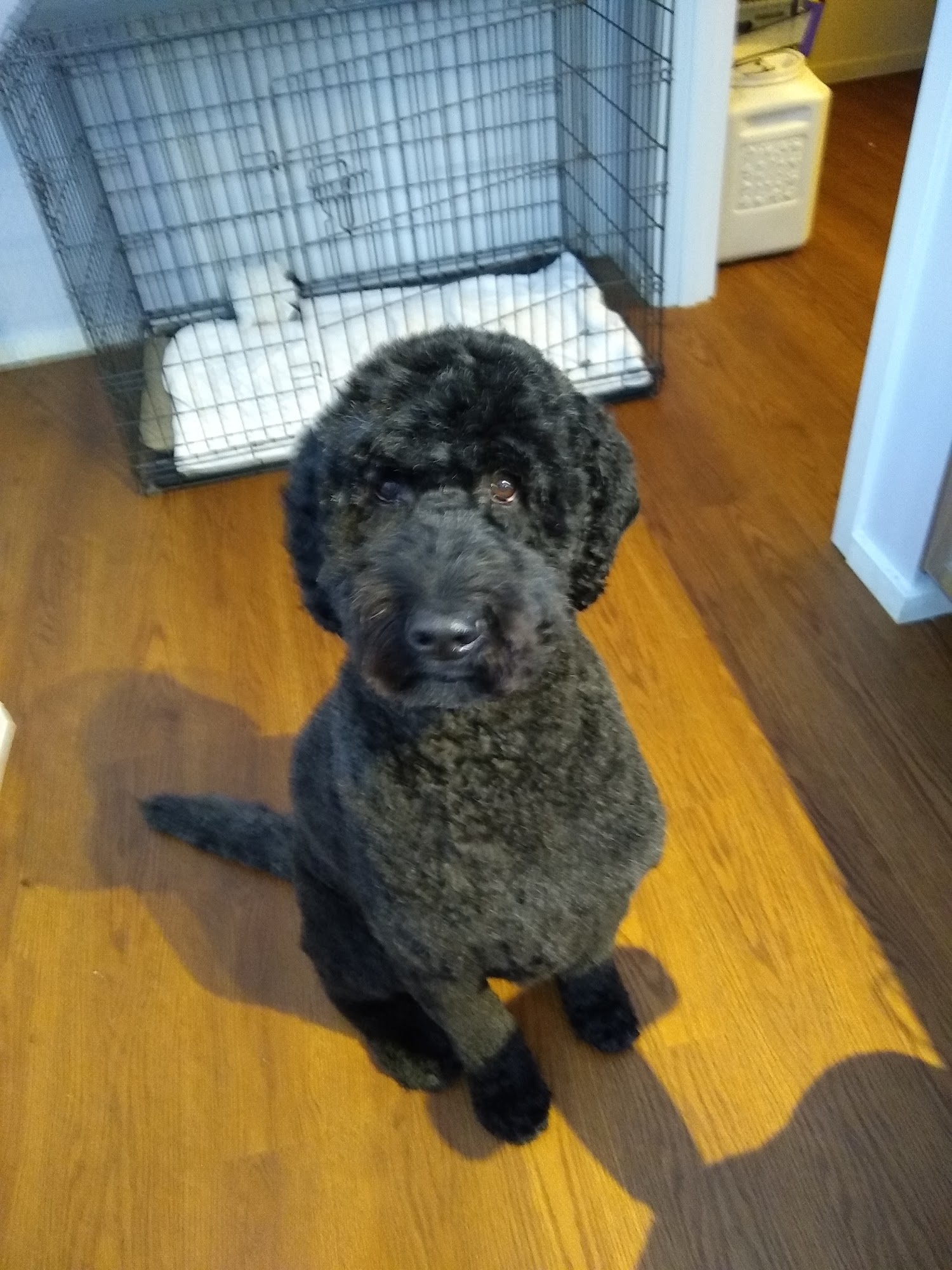 Stephannie's Doggie Doos &Shampoos Mukilteo