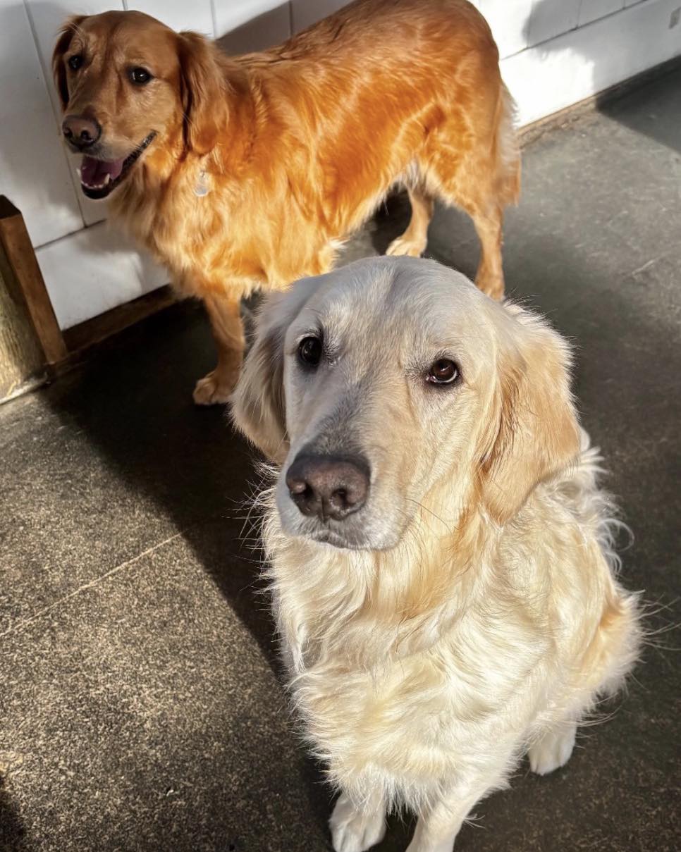 Camp Canine Doggy Day Care Mukilteo