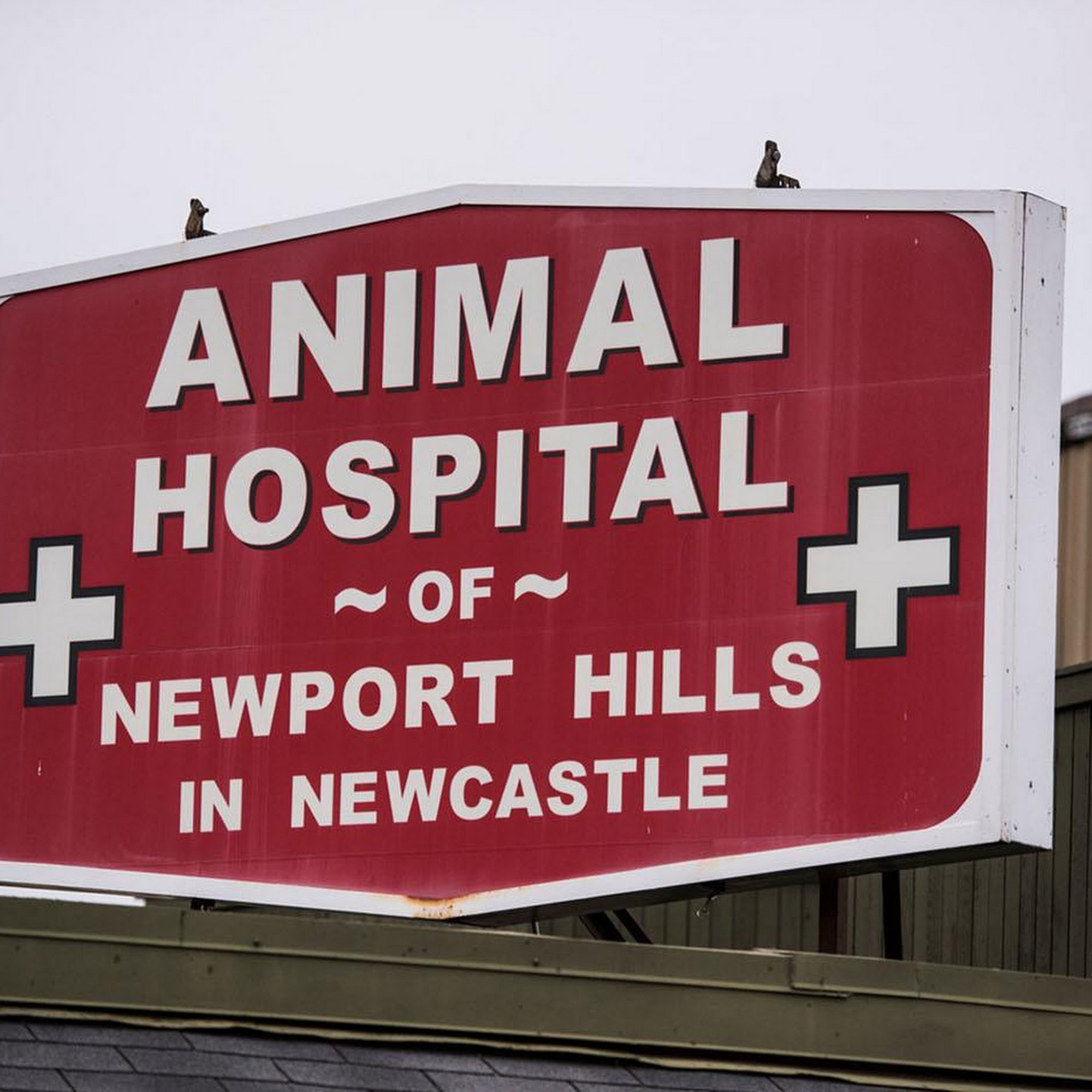 Animal Hospital Of Newport Hills Newcastle