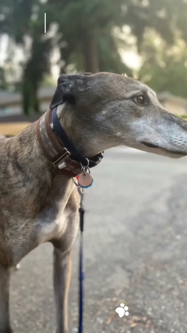 Pawsative Pals Newcastle