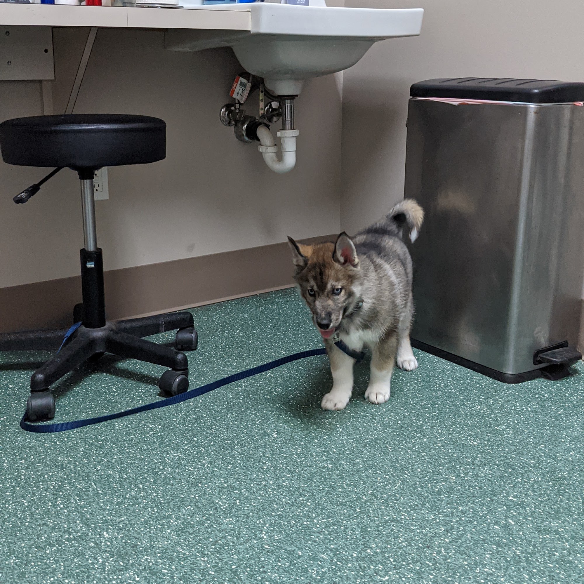 North Bend Animal Clinic North Bend