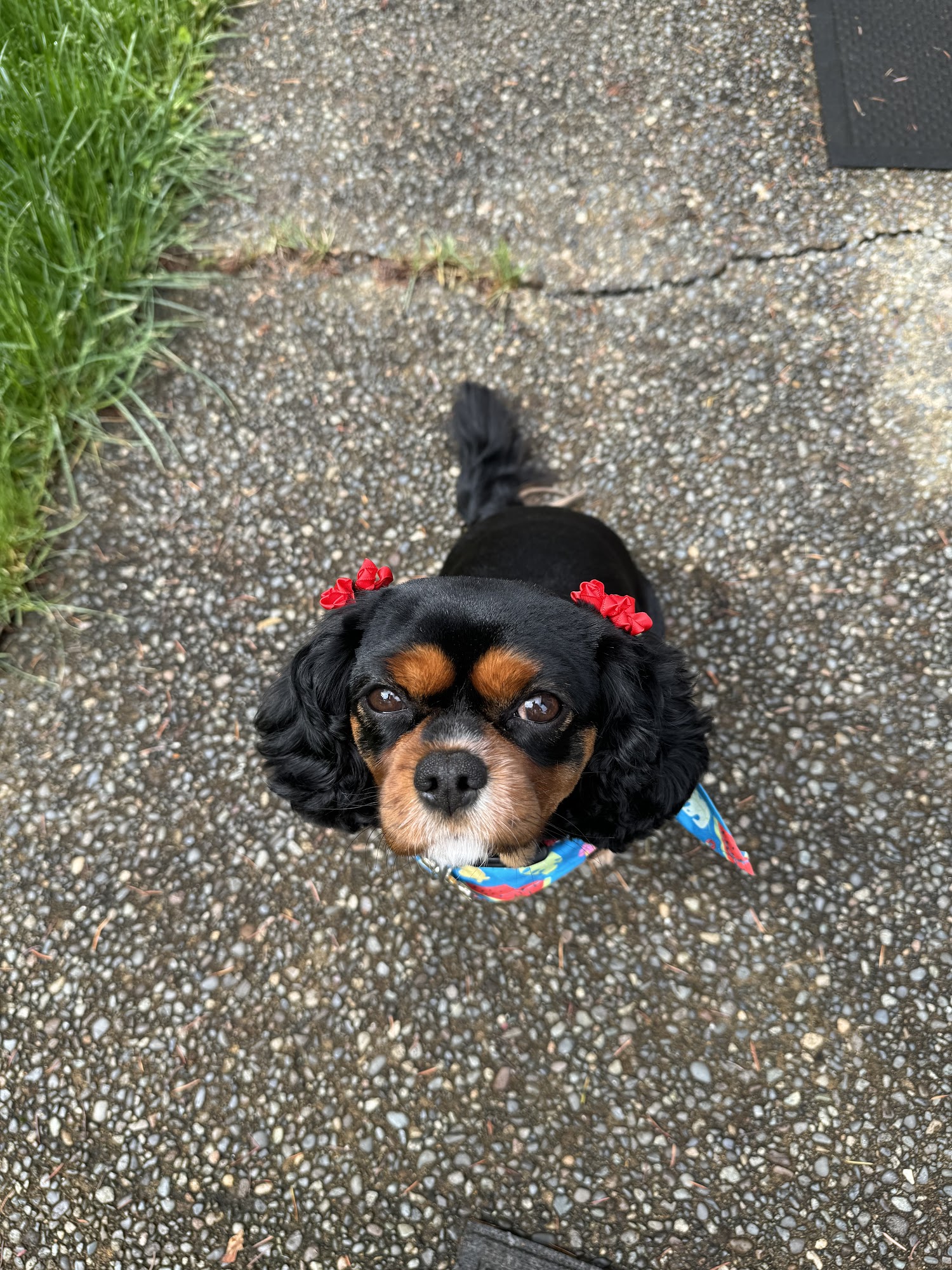 Dirty Doggone North Bend