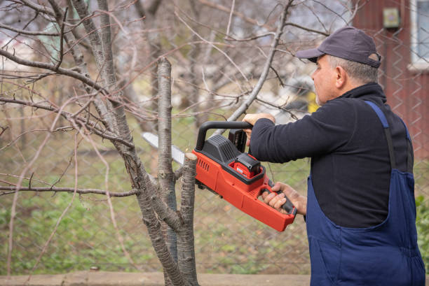 Cut Above Tree Services