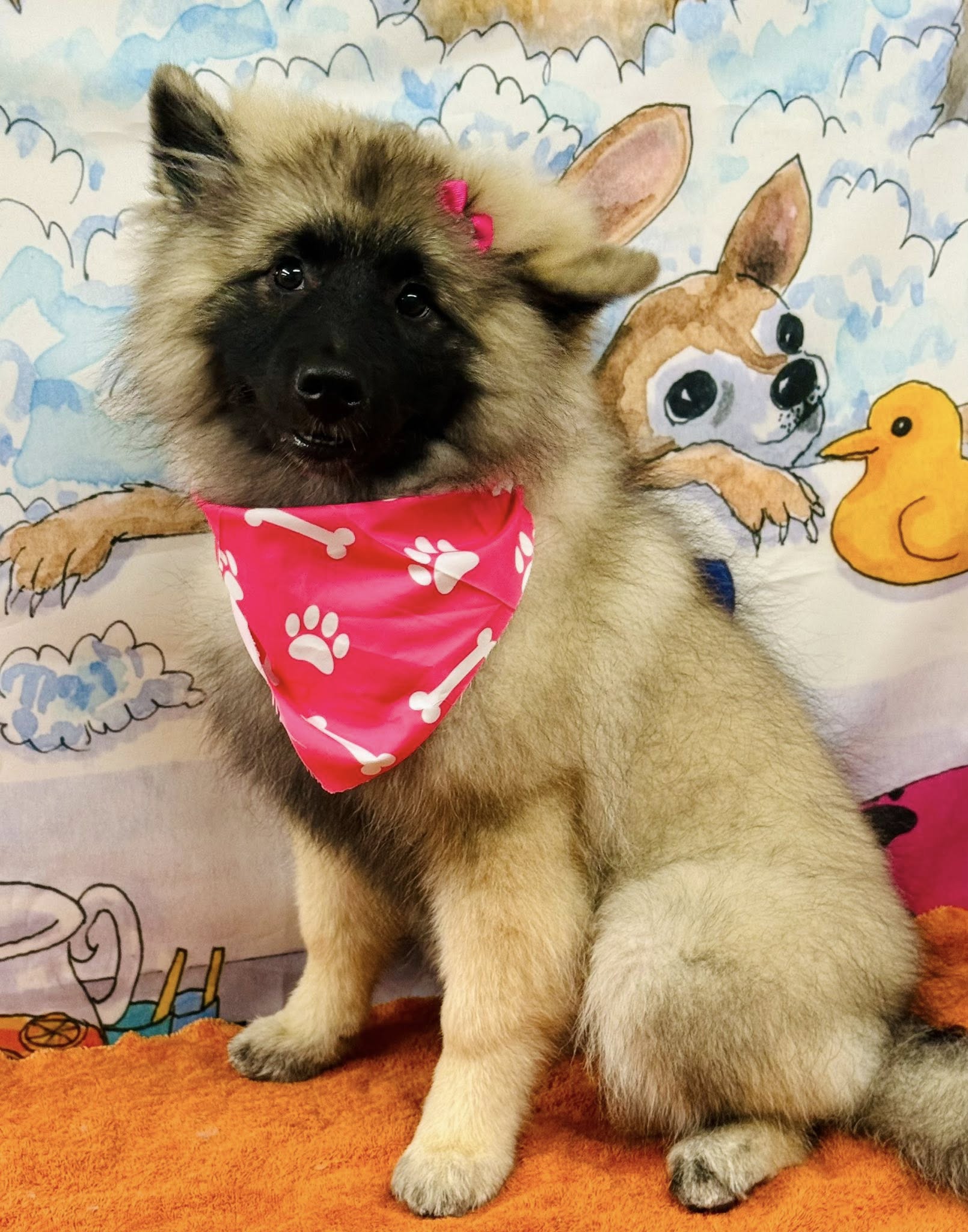 Posh Puppies Oak Harbor
