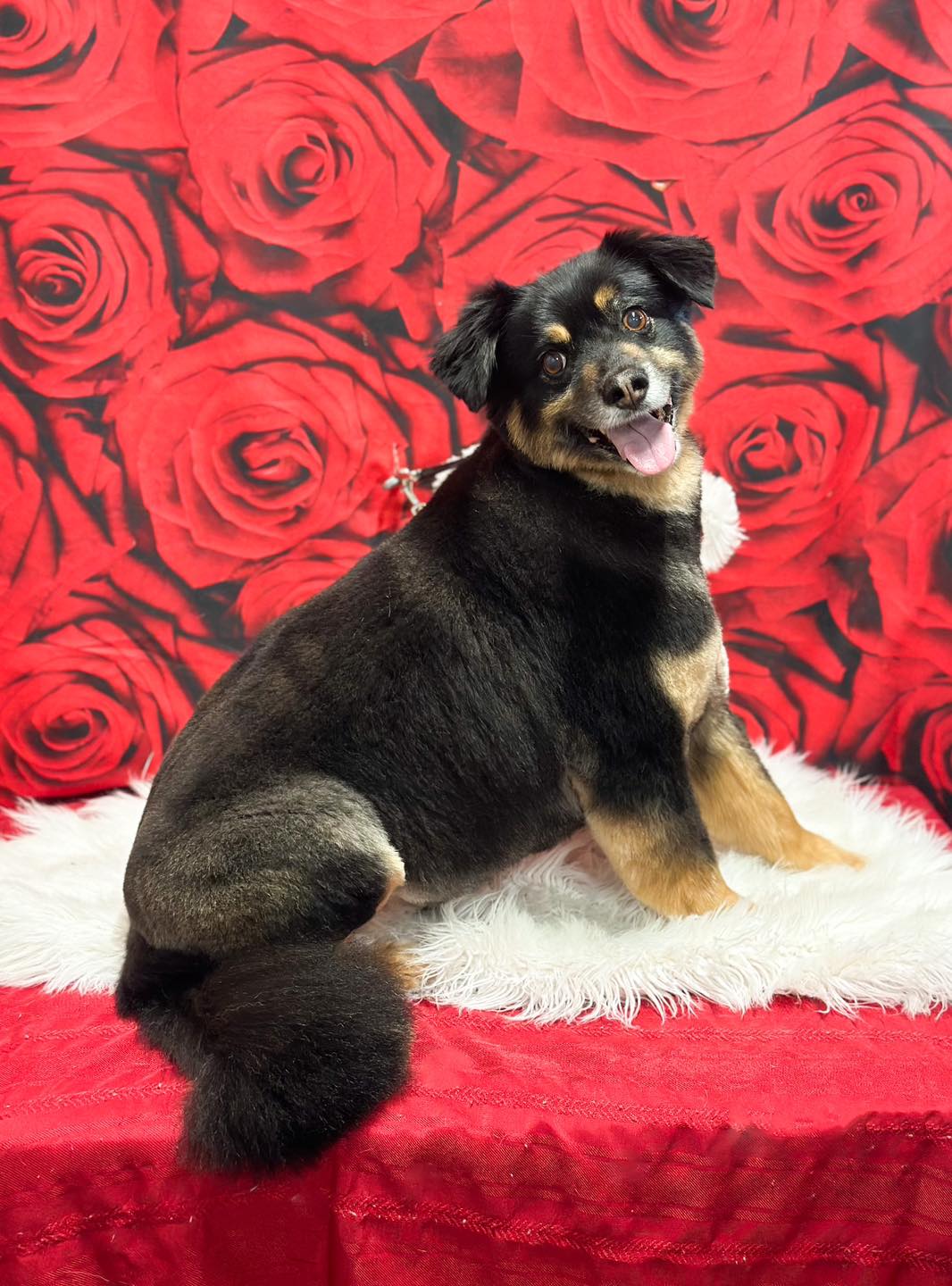 Bugaboo Pet Grooming Oak Harbor