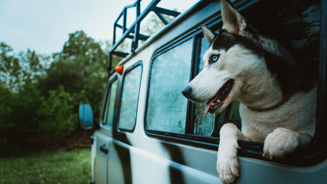 Veterinary Treatment Facility NAS Whidbey Island Oak Harbor