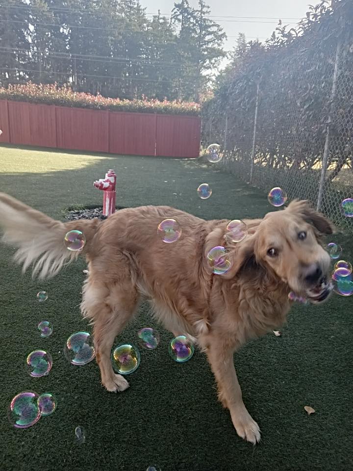 The Dogwood Pet Resort Oak Harbor