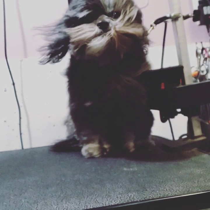 The Grooming Garage LLC Ocean Park