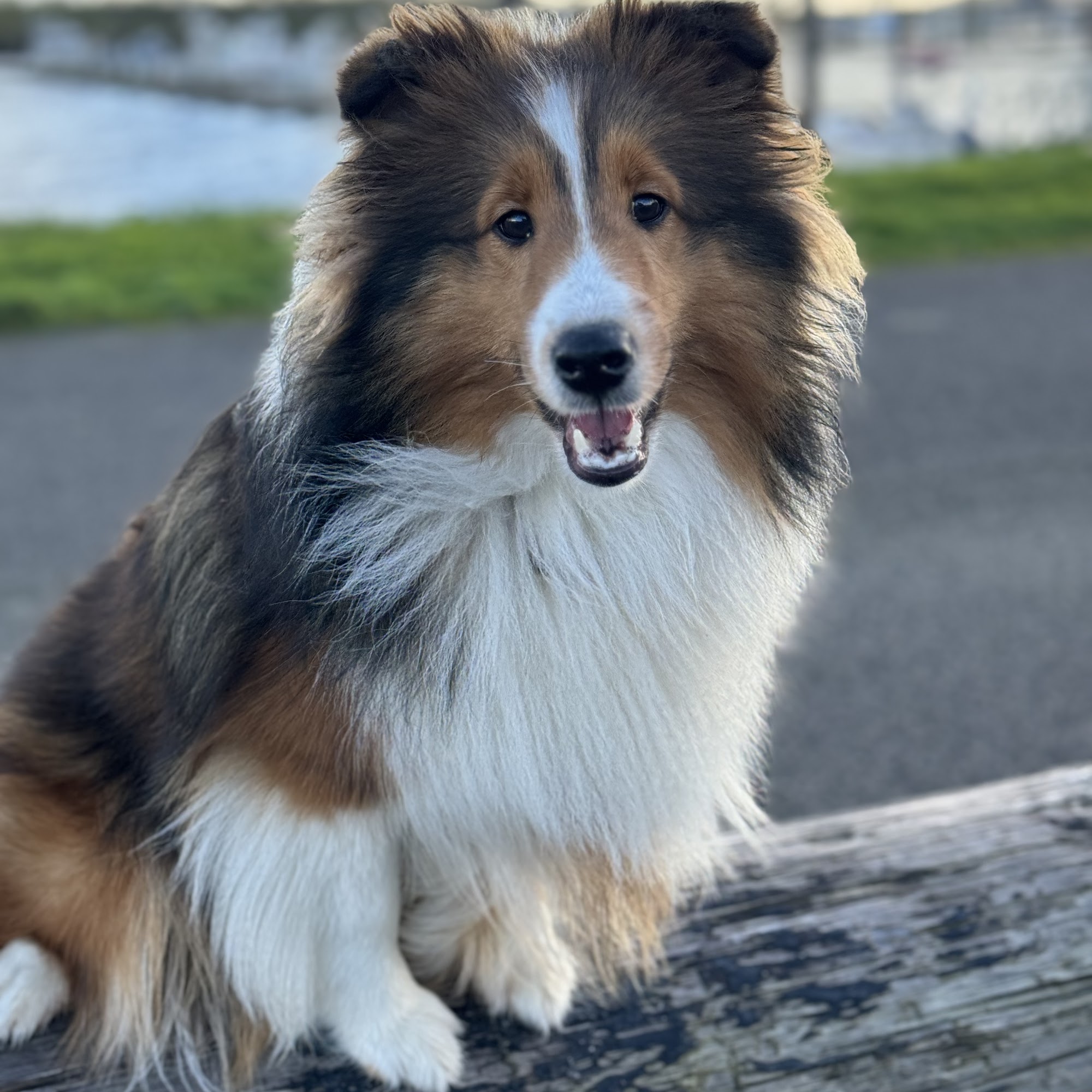 Discovery Canine Adventures LLC Ocean Park