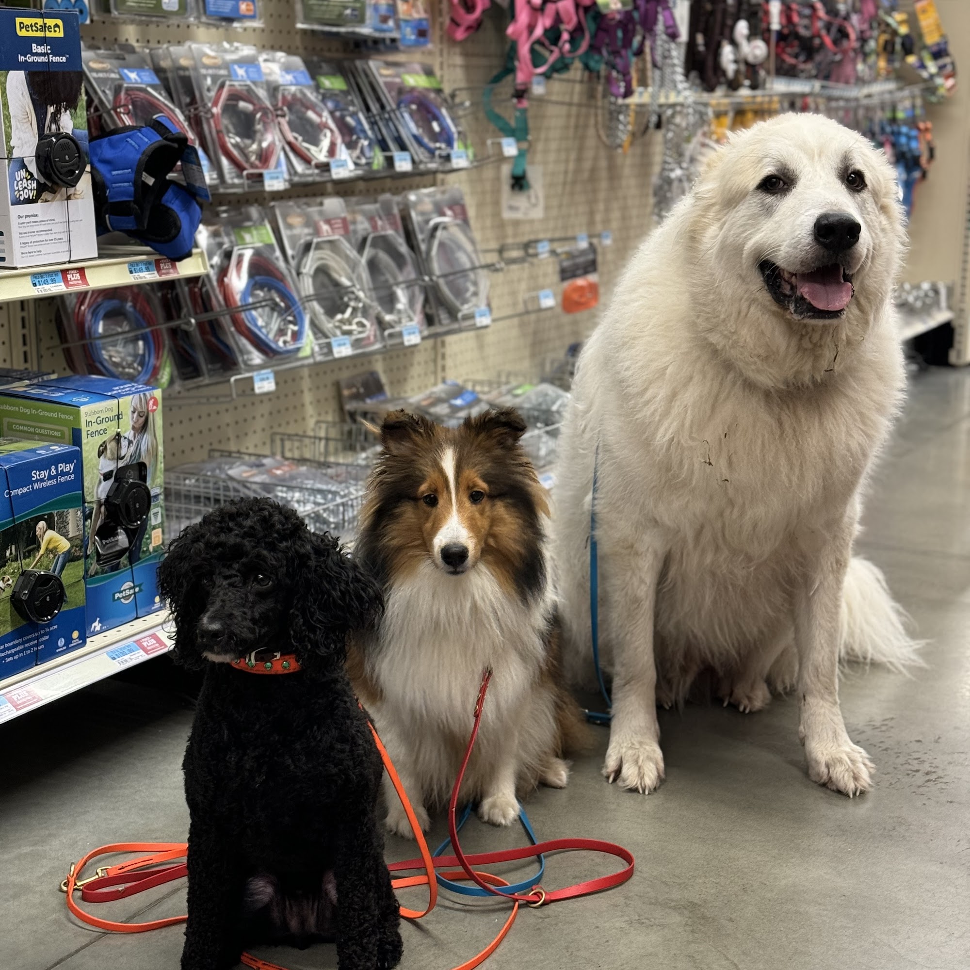 Discovery Canine Adventures LLC