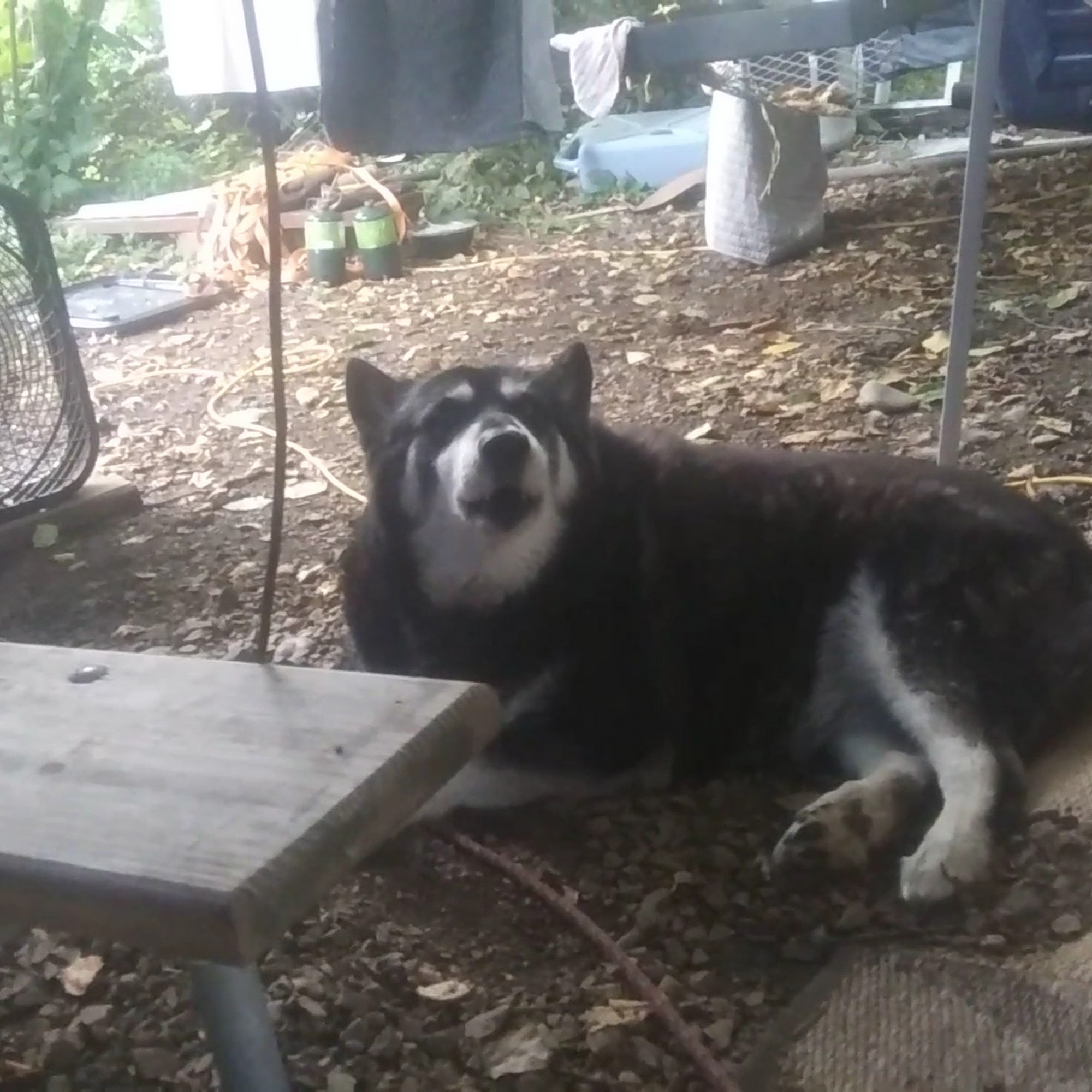 Ocean Shores Animal Hospital Ocean Shores