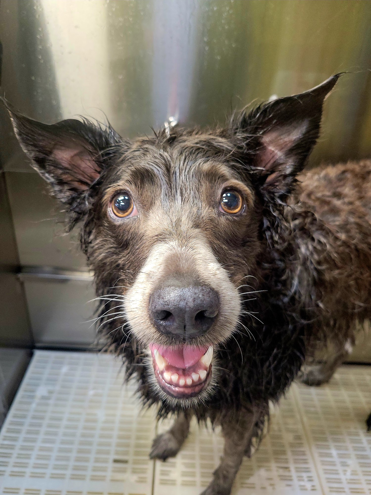Dirty Dogs Dog wash Ocean Shores