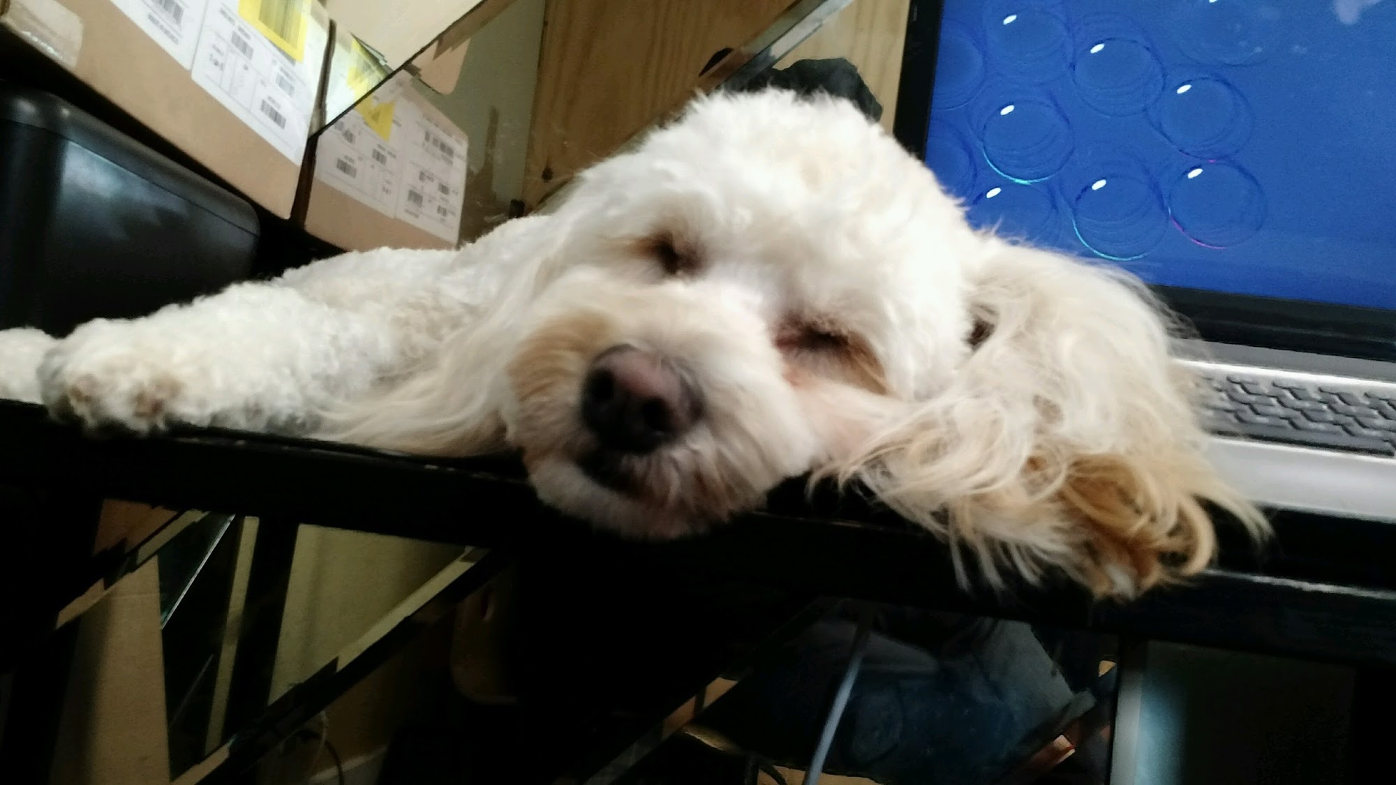 Give Me Paws Ocean Shores