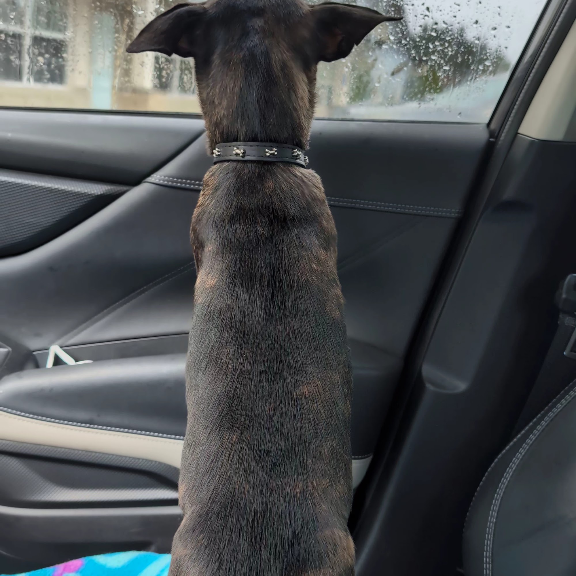 Steamboat Animal Hospital Olympia