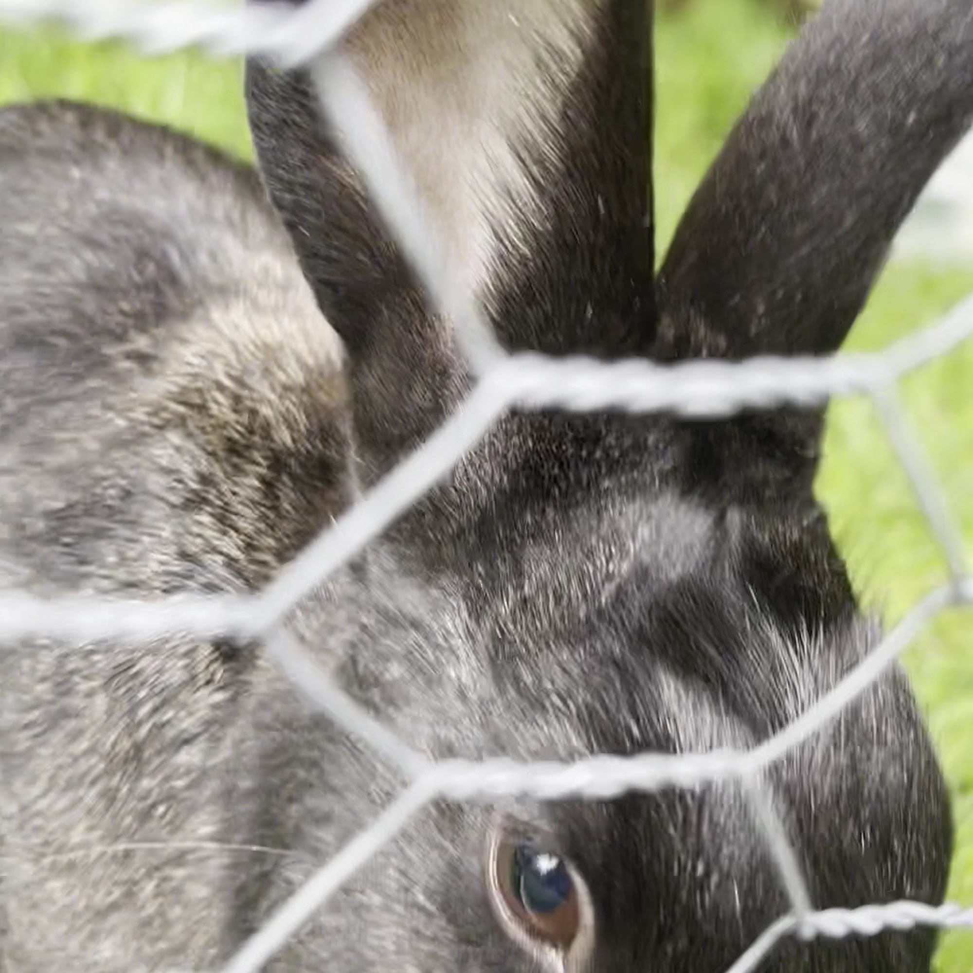 Chambers Prairie Animal Hospital Olympia