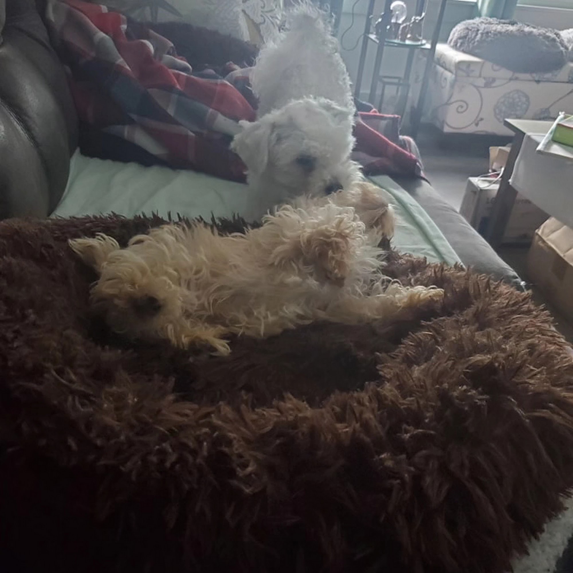 Boulevard Animal Clinic Olympia