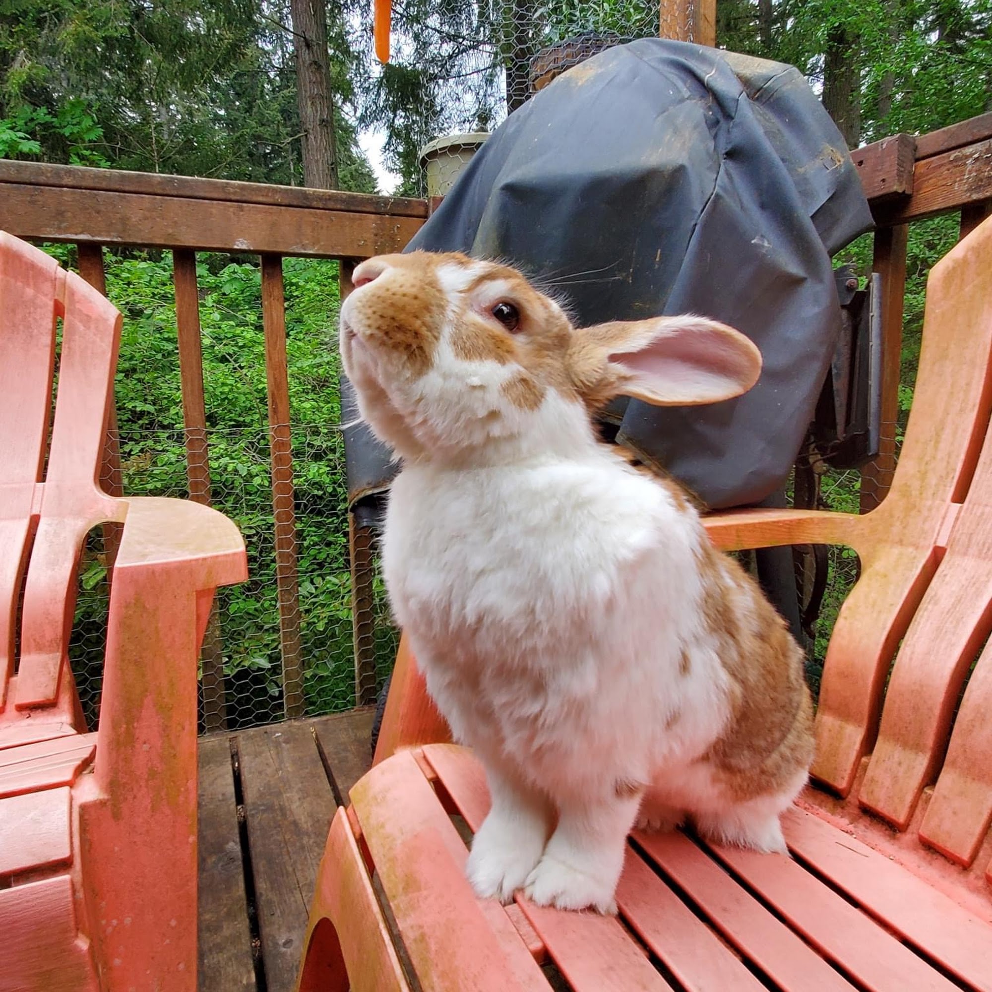 Evergreen Veterinary Hospital Olympia