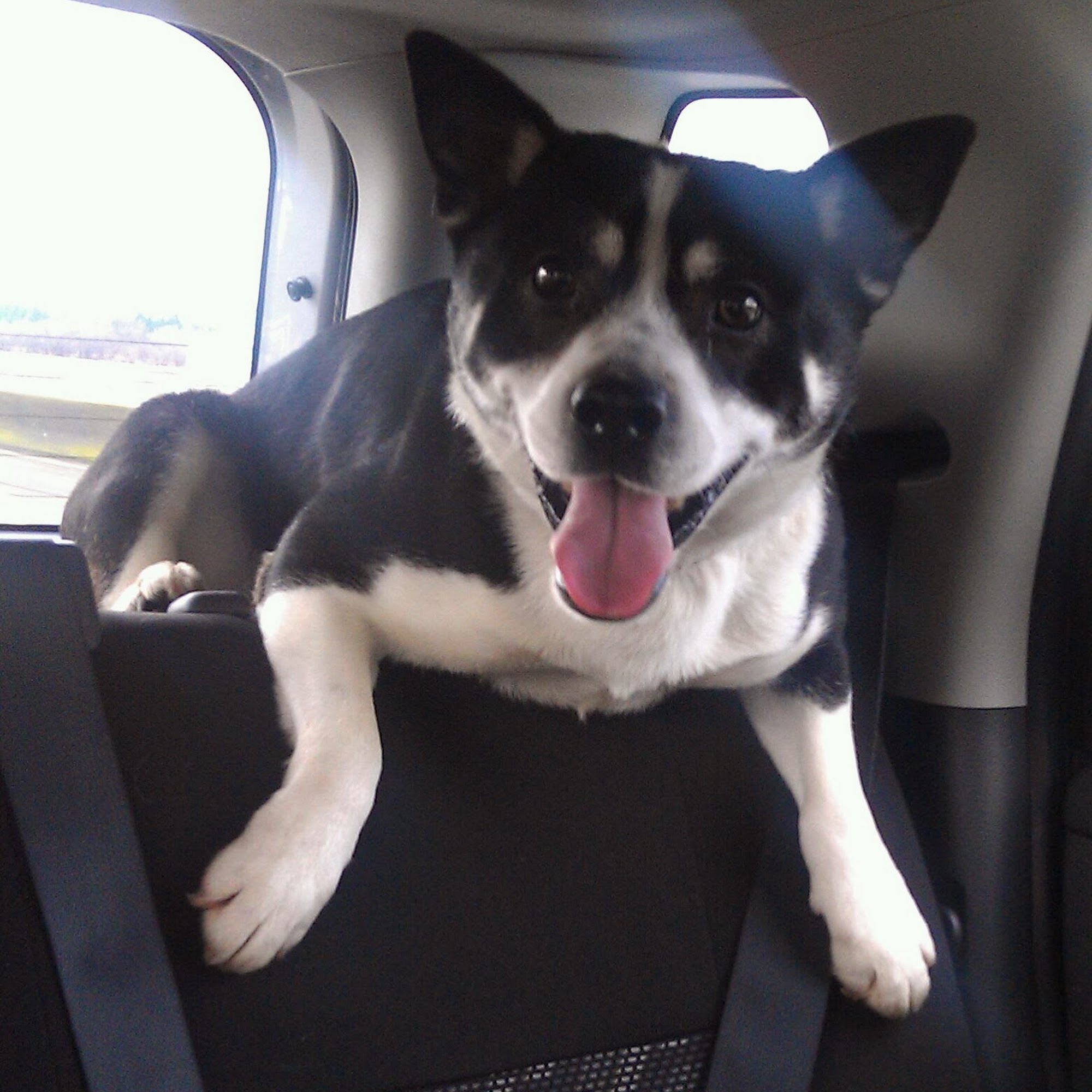 Eye Clinic For Animals Olympia