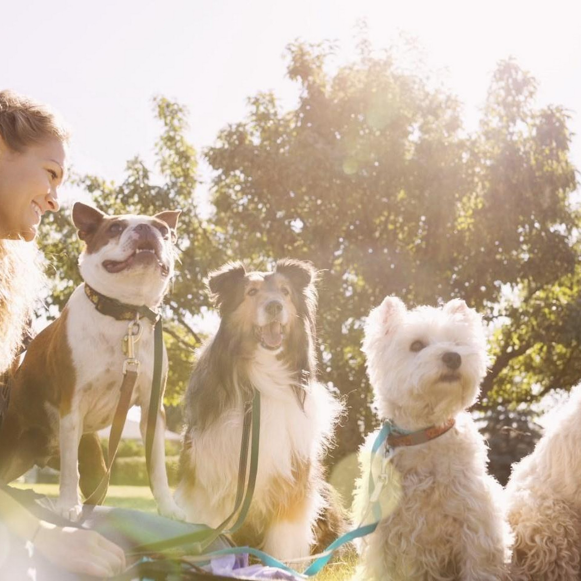 Healthy Pets Animal Hospital Olympia