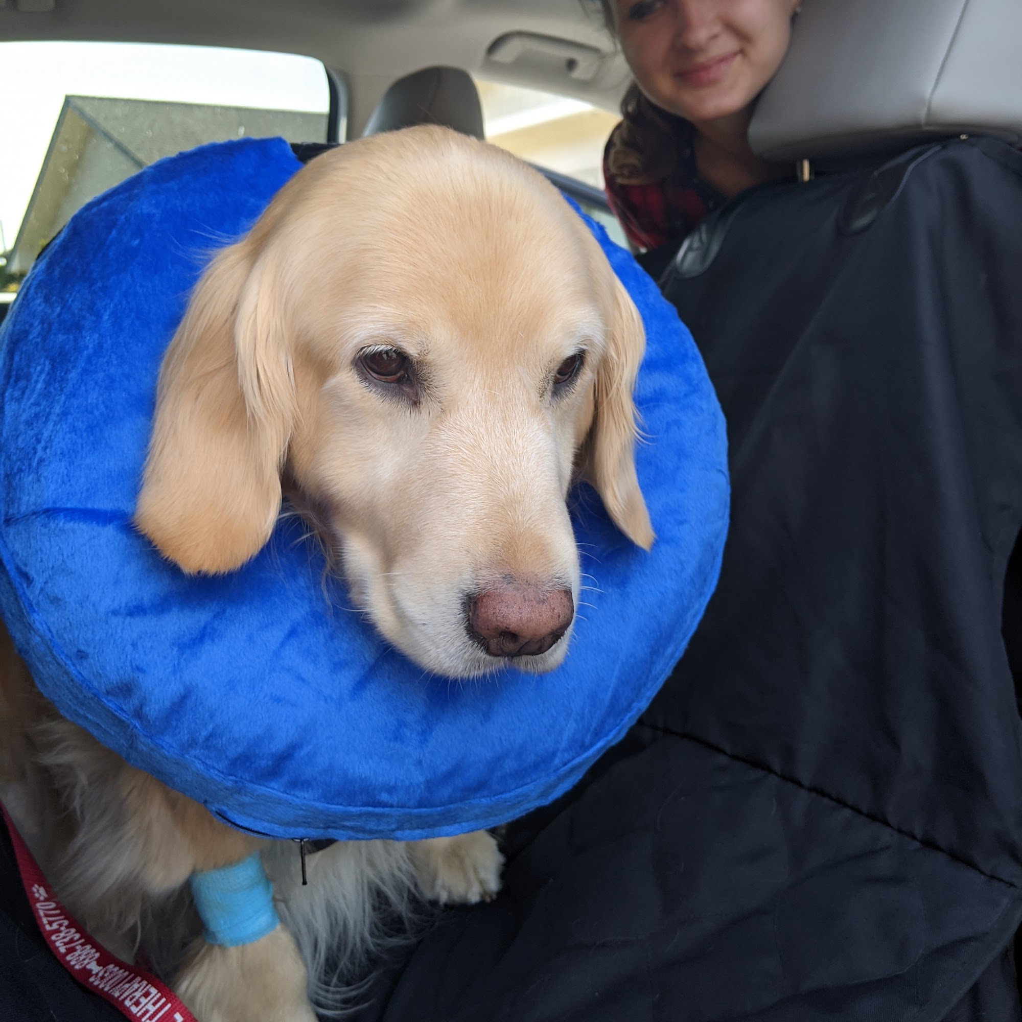 South Bay Veterinary Hospital Olympia