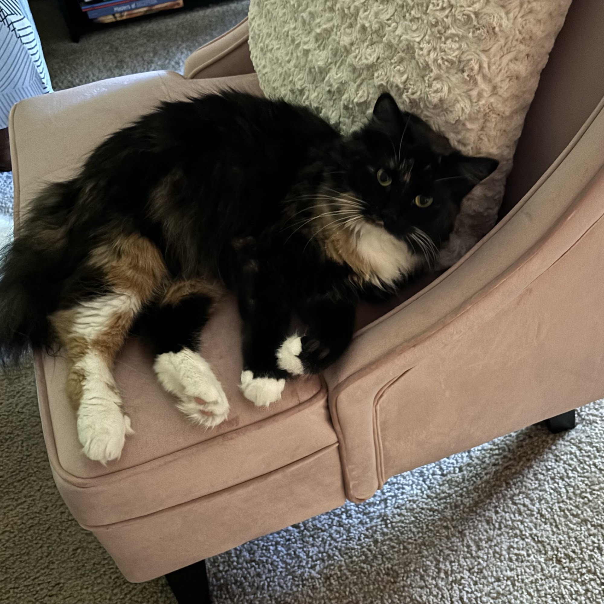 Feline Friends Olympia