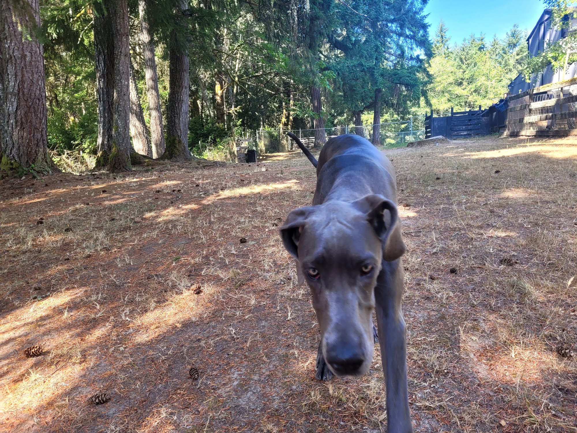 All Ways Dog Training LLC Olympia