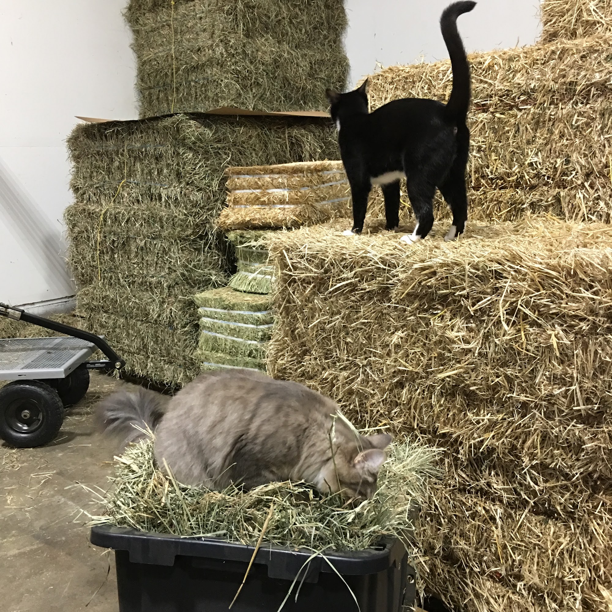 Companion Cove Olympia