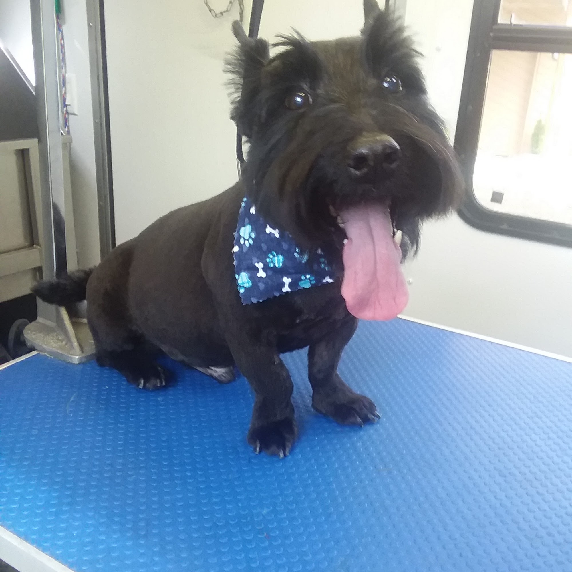 Mandy's Barks 'N' Bubbles Dog Grooming Olympia