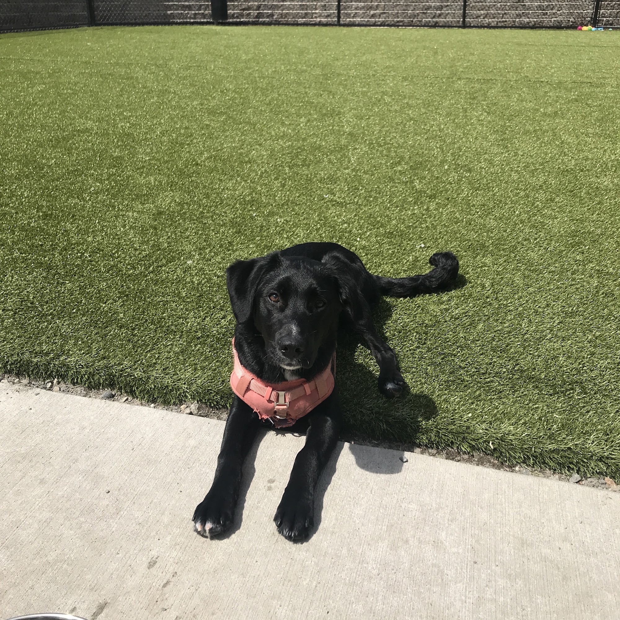 C J's Professional Pet Grooming Olympia