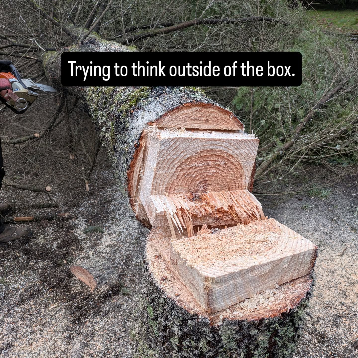Lacey Tree Service.