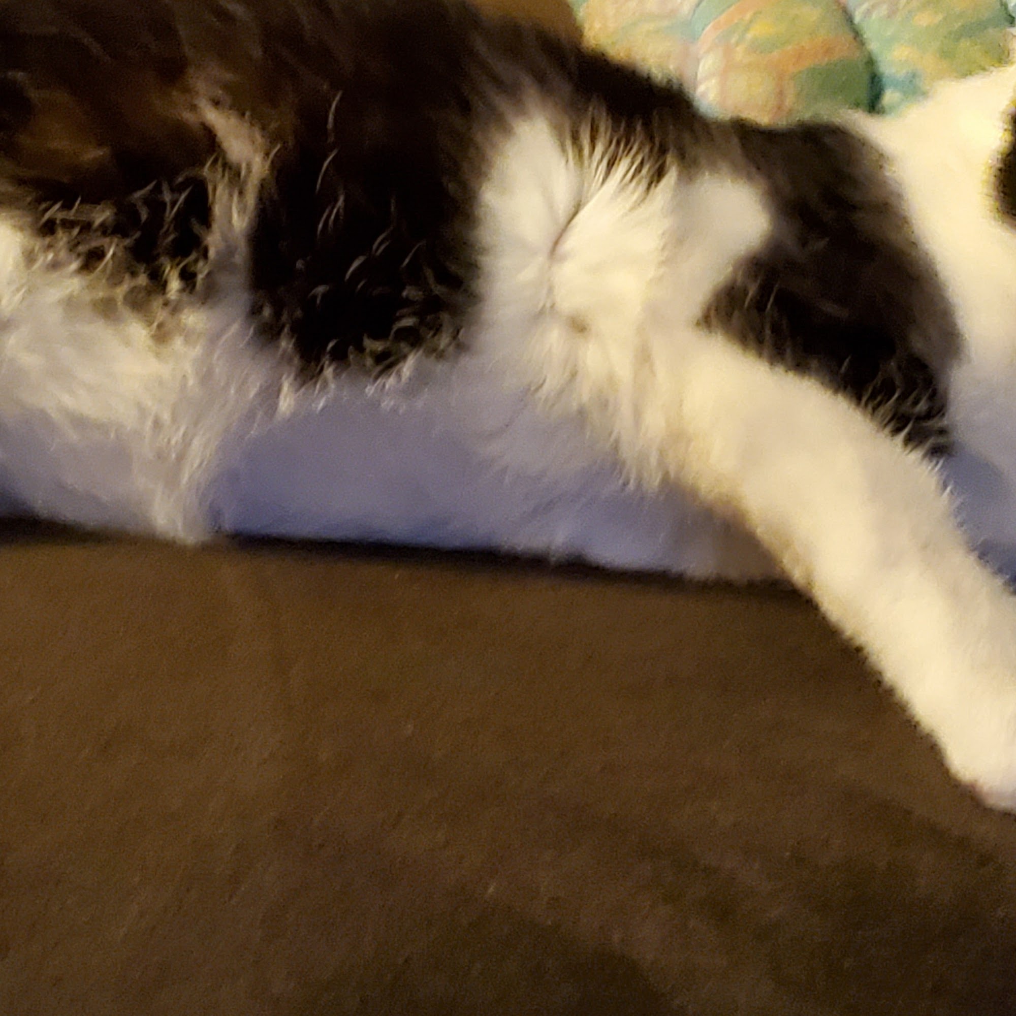 St. Francis Animal Hospital Orchards