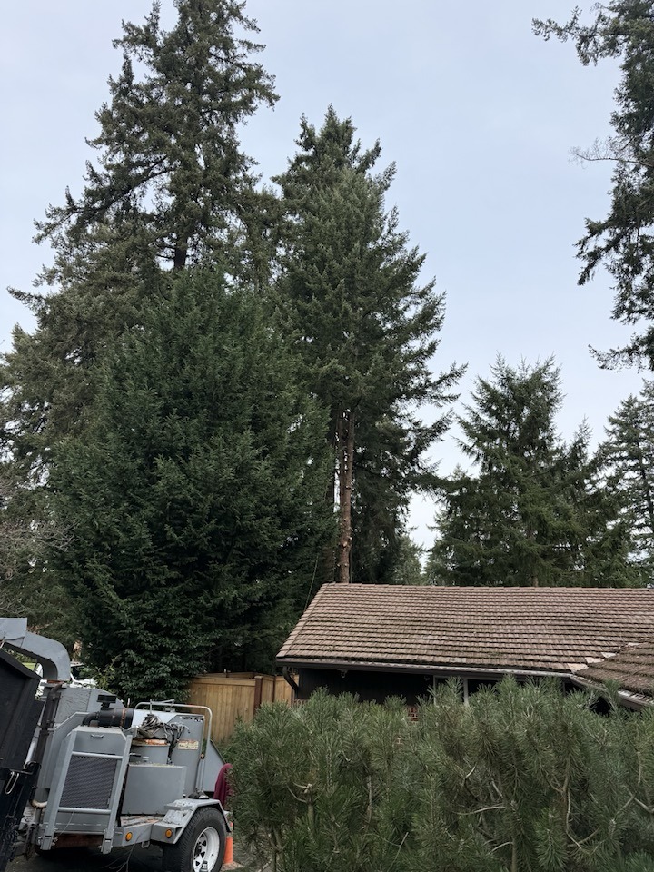 All Orting Tree Service Experts
