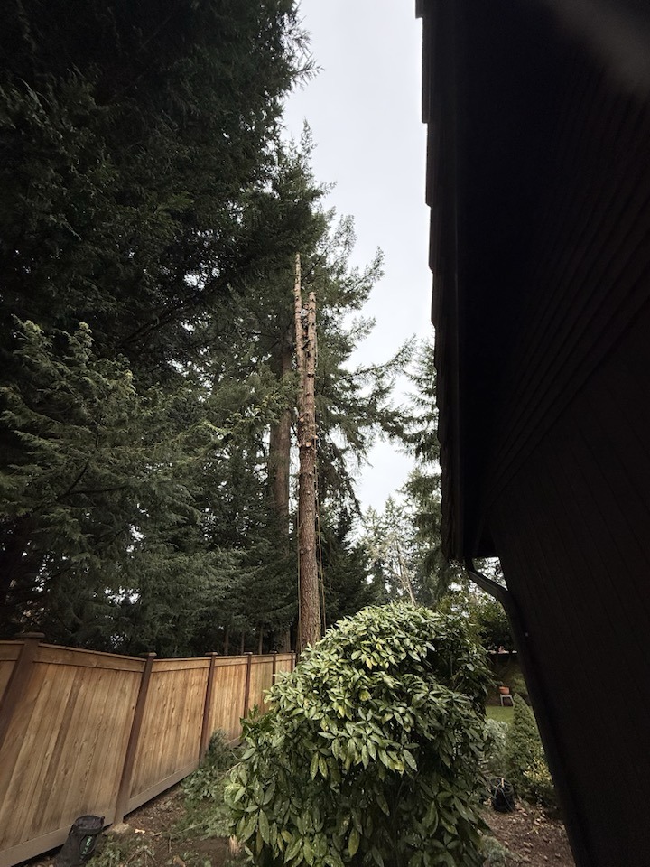 All Orting Tree Service Experts