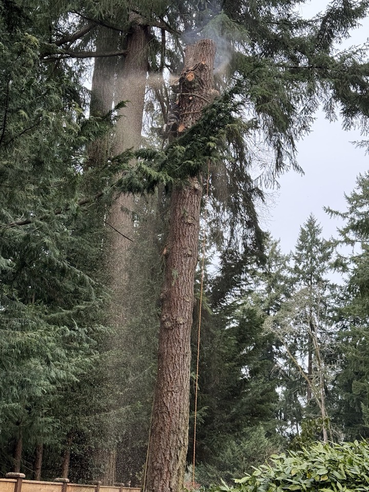 All Orting Tree Service Experts
