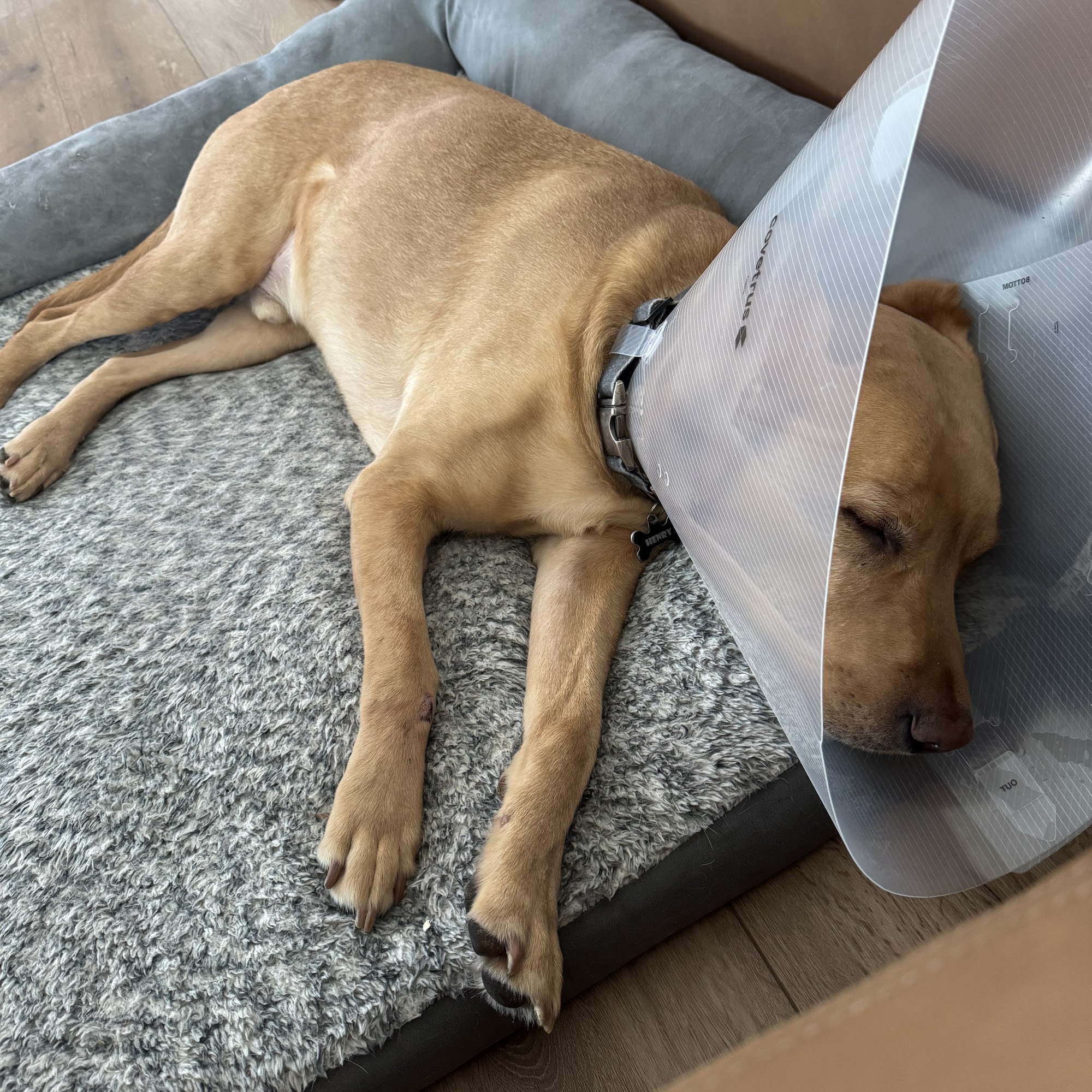 Mid-Columbia Pet Emergency Services Pasco