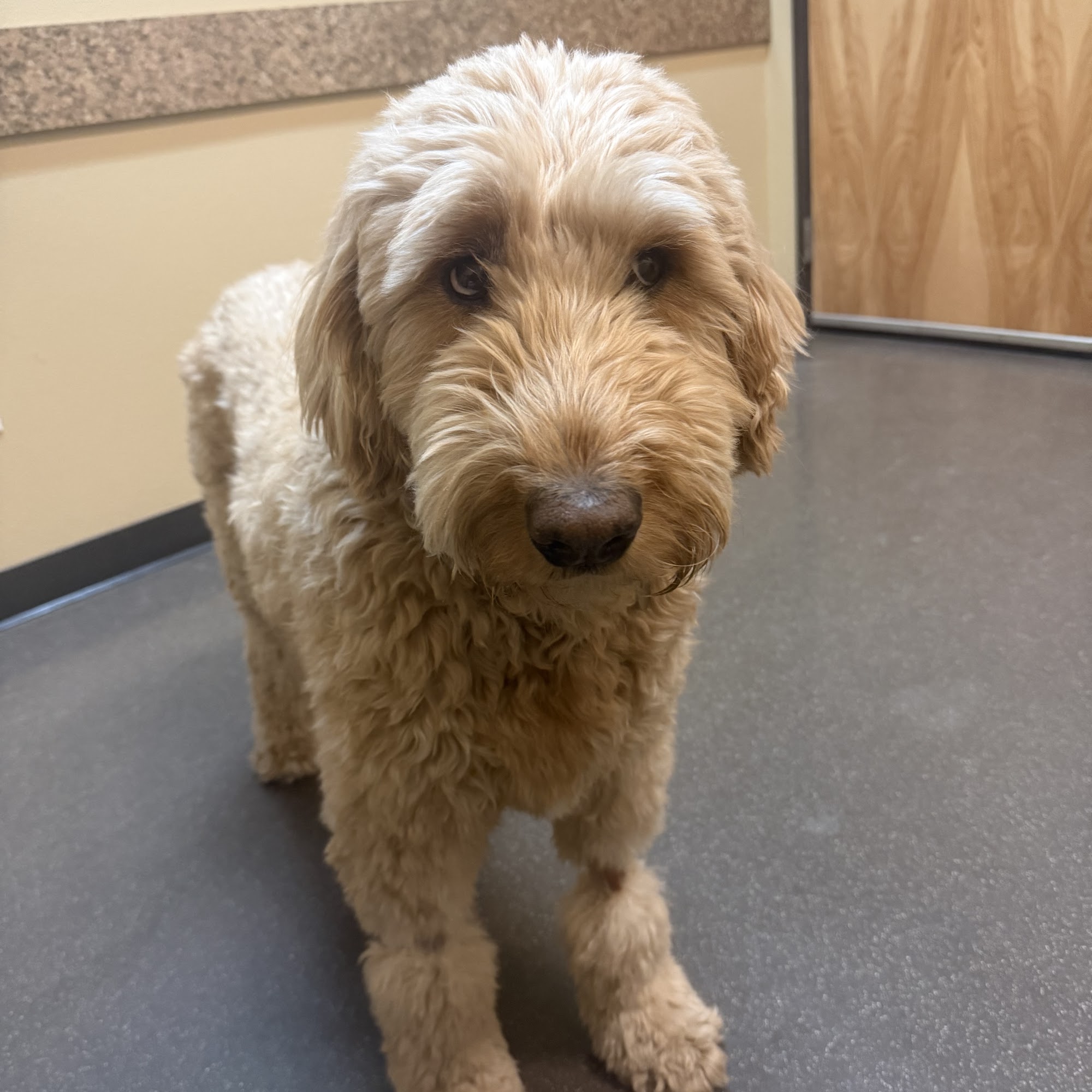 Pet Medical Center of Pasco Pasco