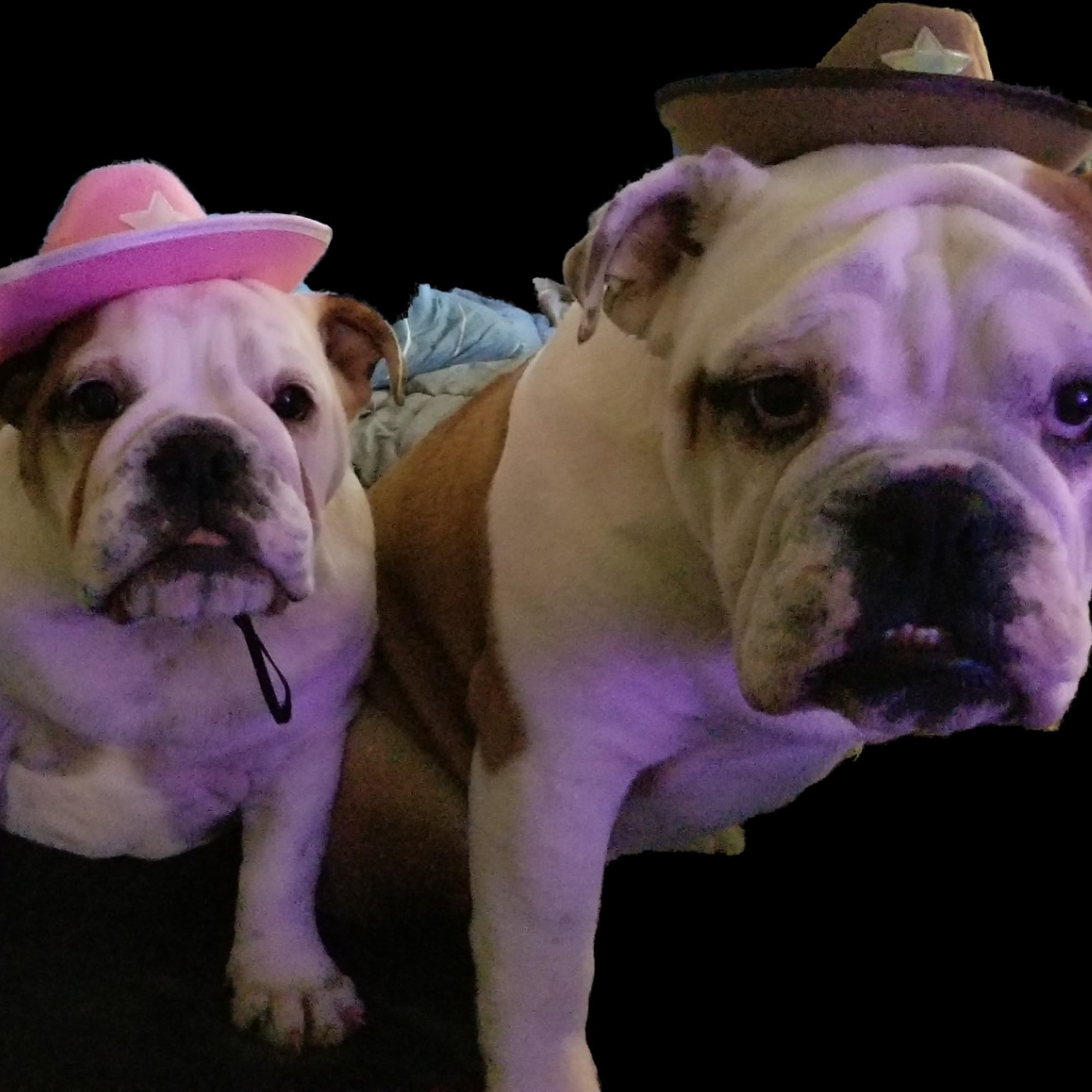 Port Angeles Veterinary Clinic Port Angeles