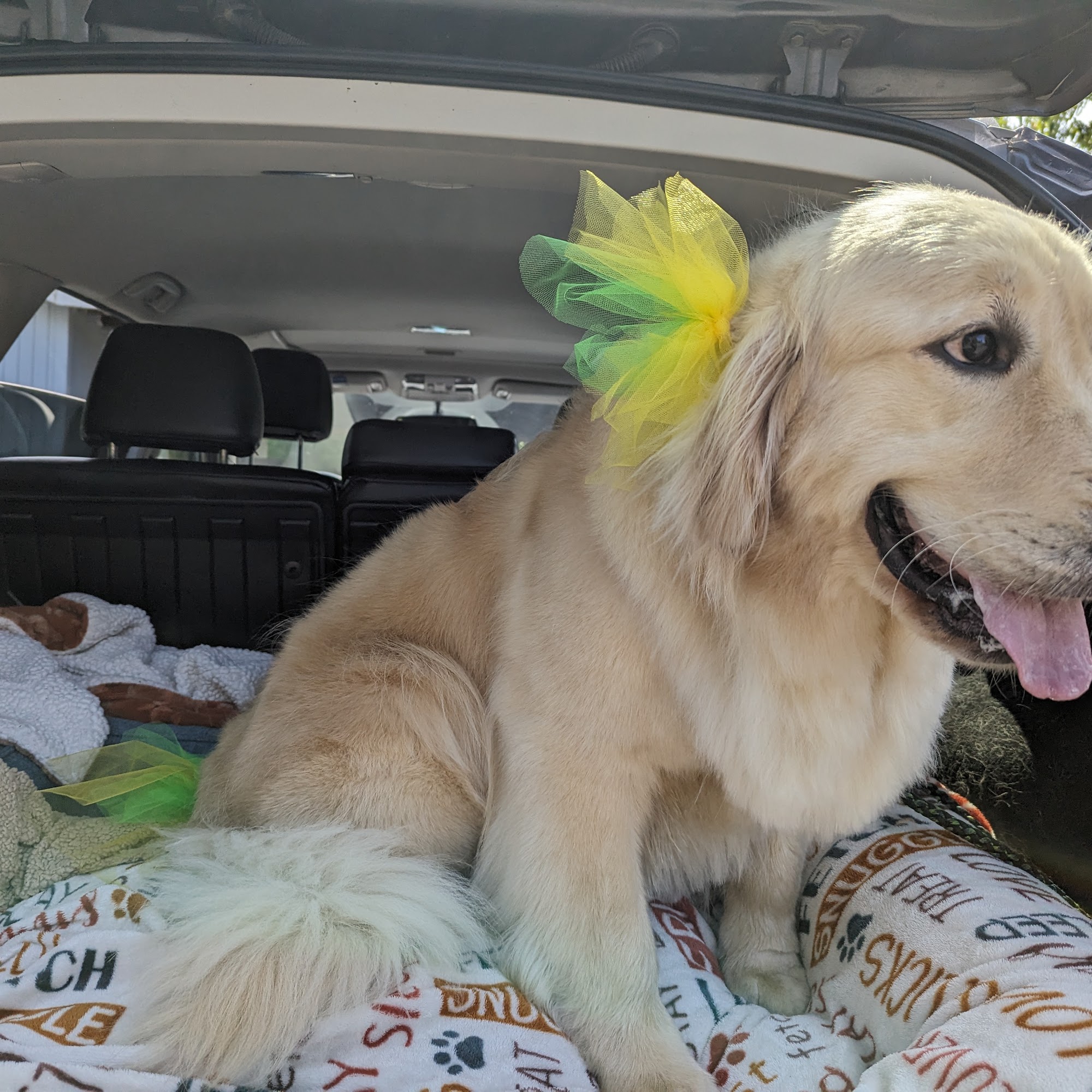 Auntie Kerry's Dog Grooming Port Angeles