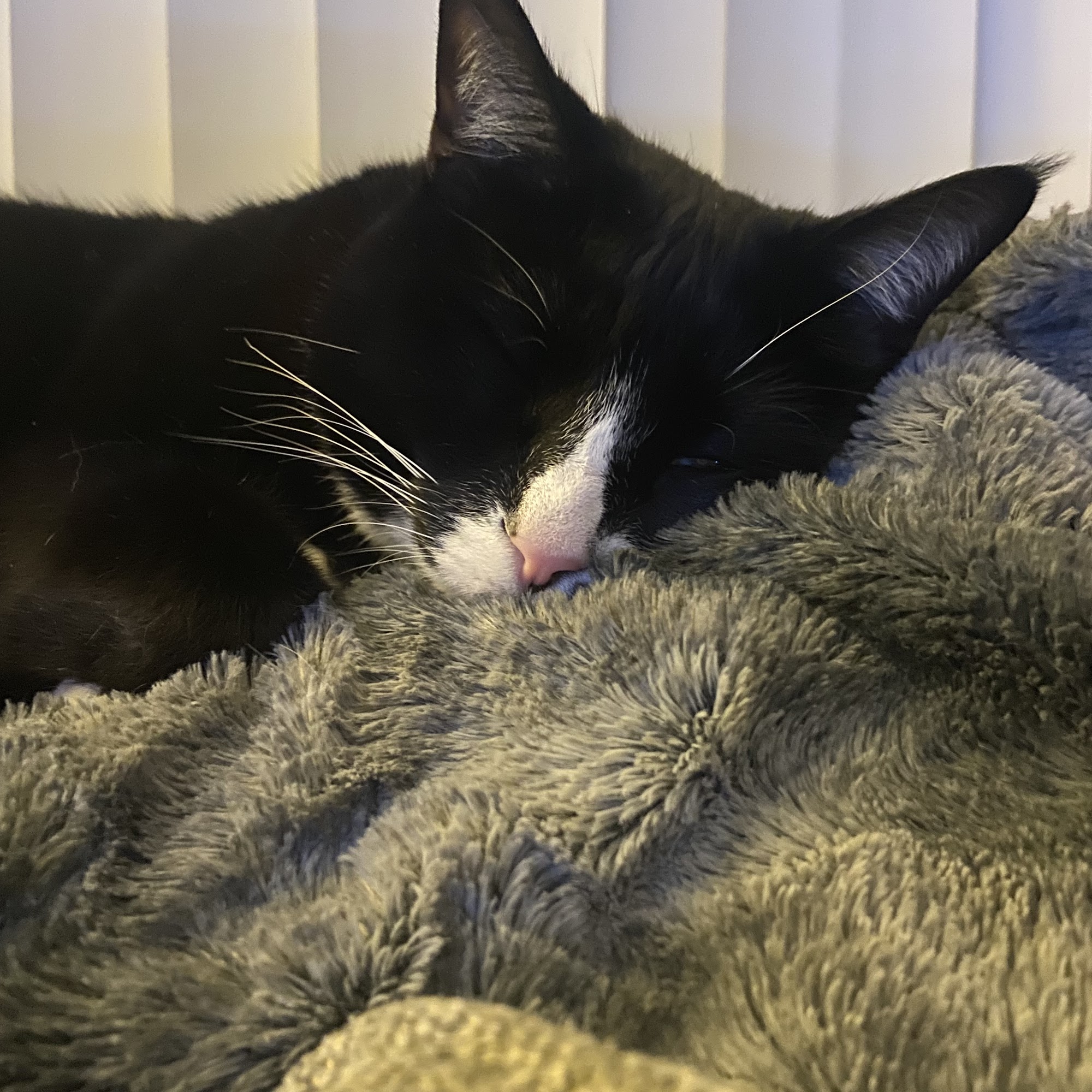 Cat's Pajamas A Bed-Breakfast for cats Port Angeles