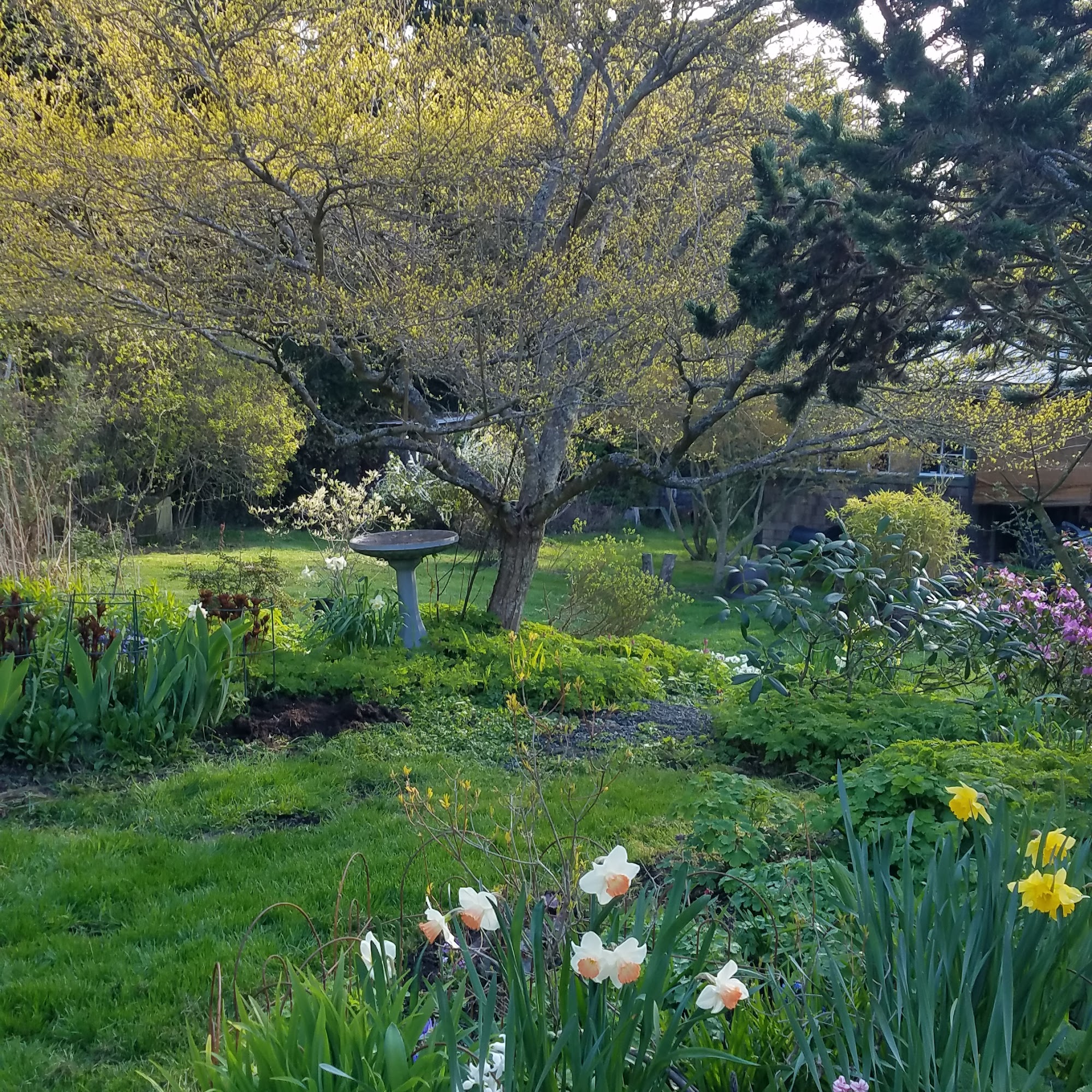 Many Paws Port Angeles