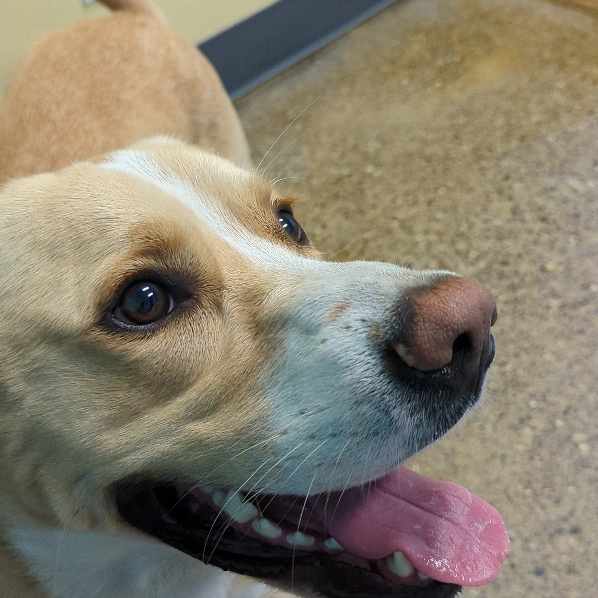 Cedar Creek Animal Clinic, A Thrive Pet Healthcare Partner Port Orchard